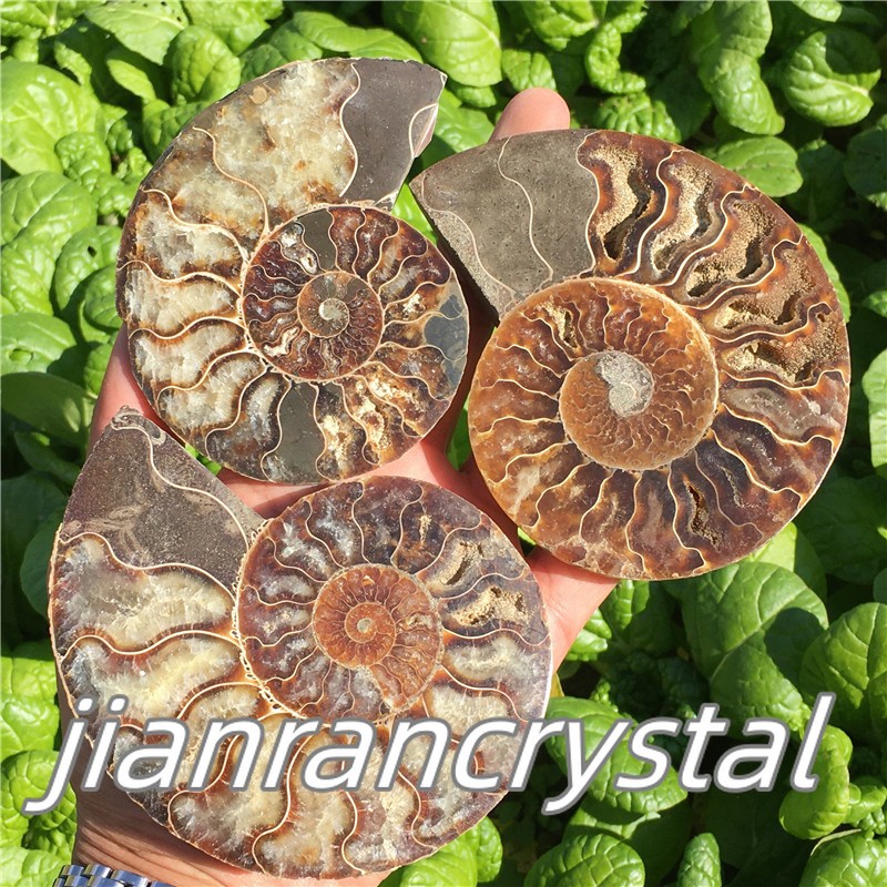 TOP Natural Ammonite Fossil Conch Crystal Specimen Healing Care A pair 200g+