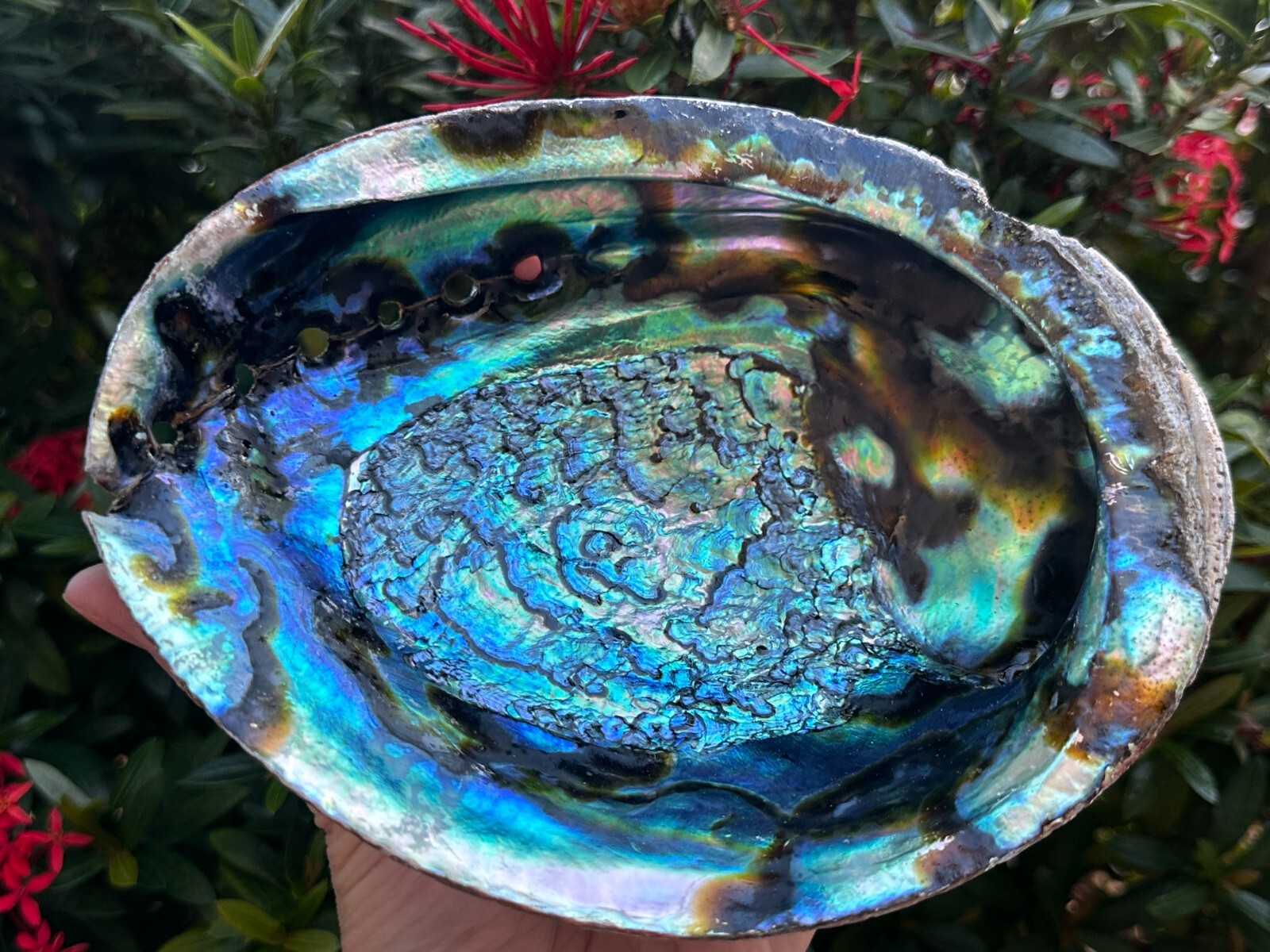 Jumbo Abalone Shell 7-8″, Huge Seashell Incense Burner, Smudge Bowl, Bulk Lot
