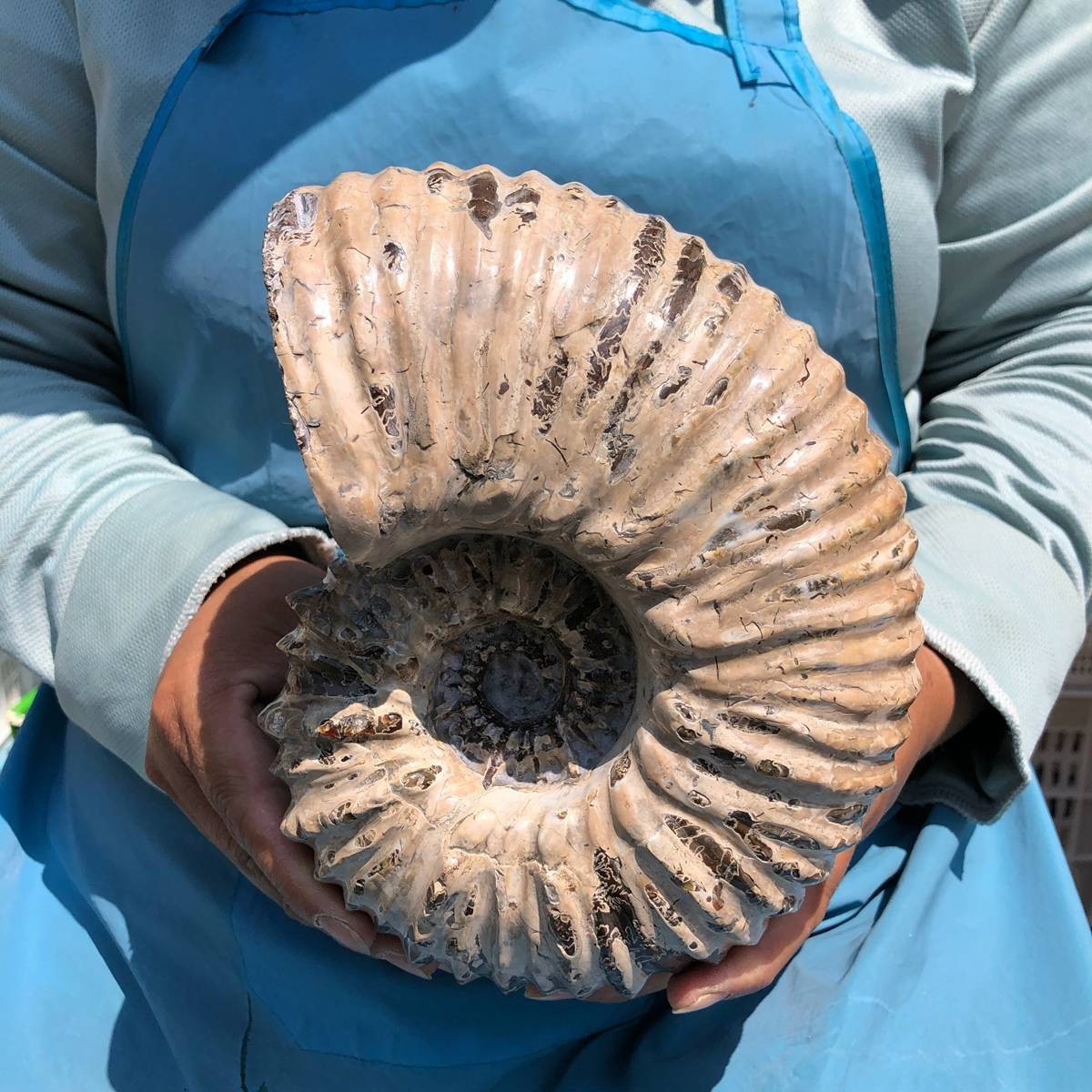 7.63 LB Natural Ammonite Fossil Specimen Home Table Decor Healing Stone 5391