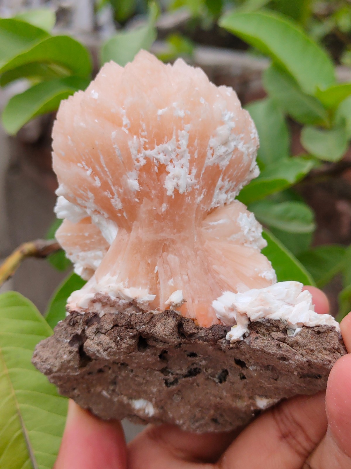Natural minerals Specimen, Orange Stilbite bow with Laumontite