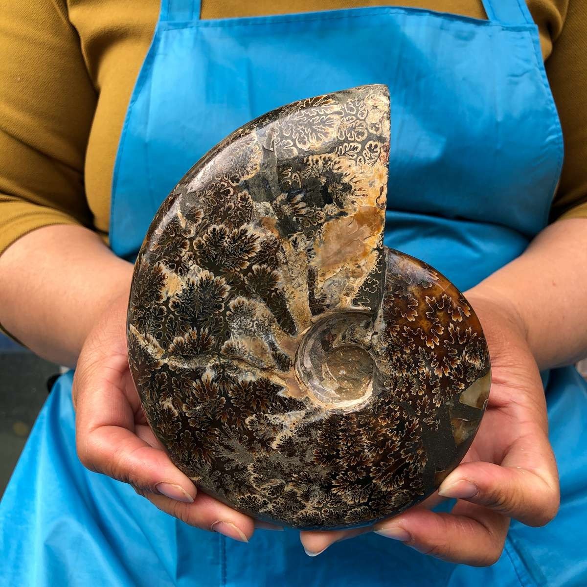 2pc 3.47LB Rare! Natural Tentacle Ammonite Specimen Healing Madagascar