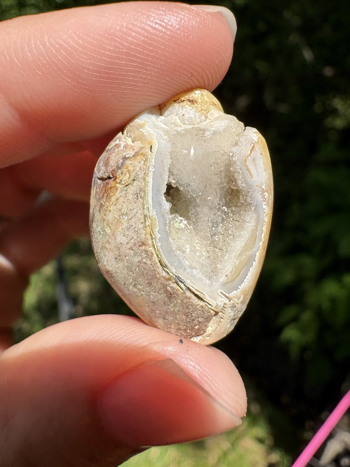 Druzy Agatized Shell
