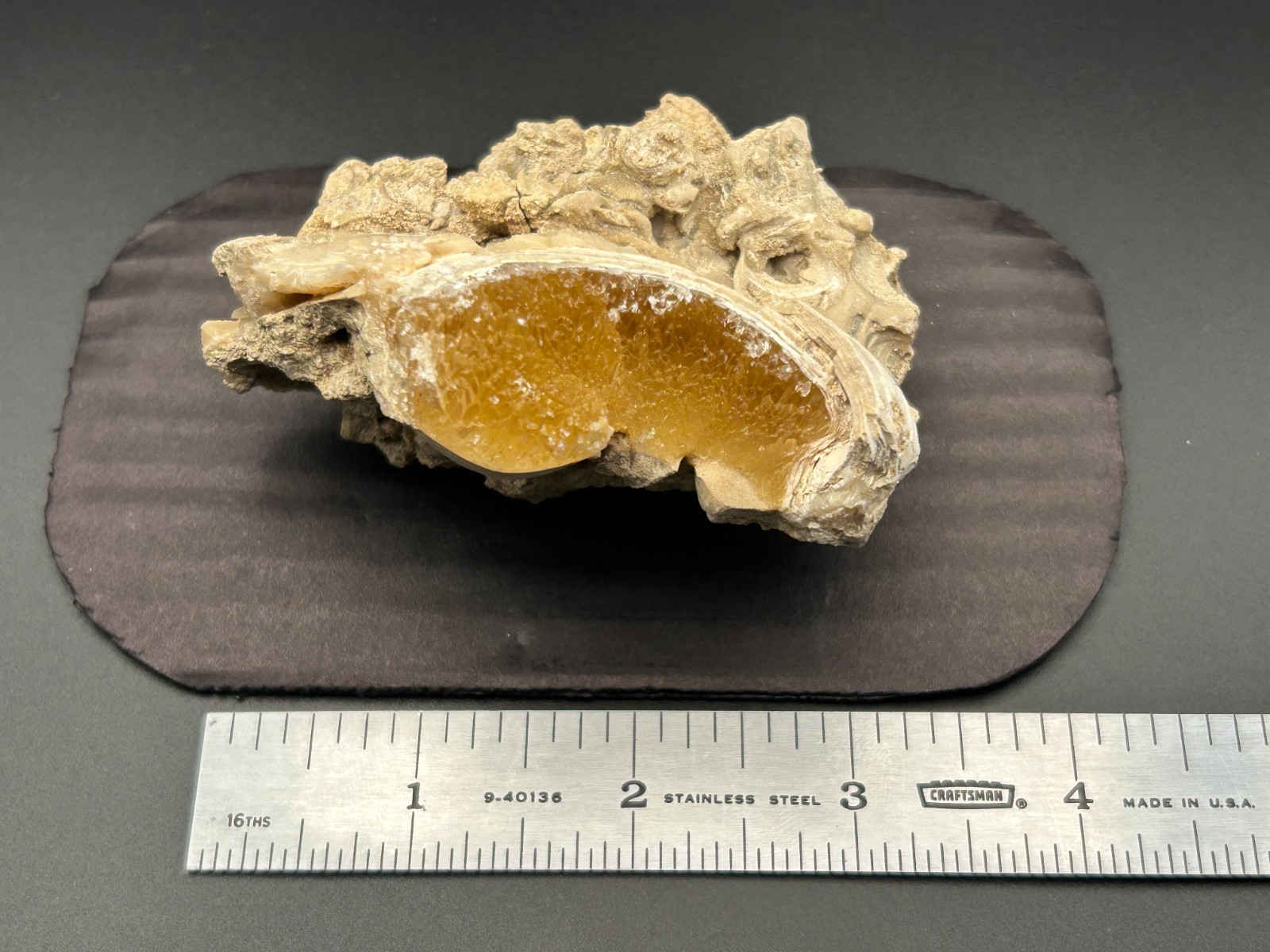 Golden Calcite Crystal Fossil Clam Mercenaria Shell Rucks Pit Florida Fort Drum