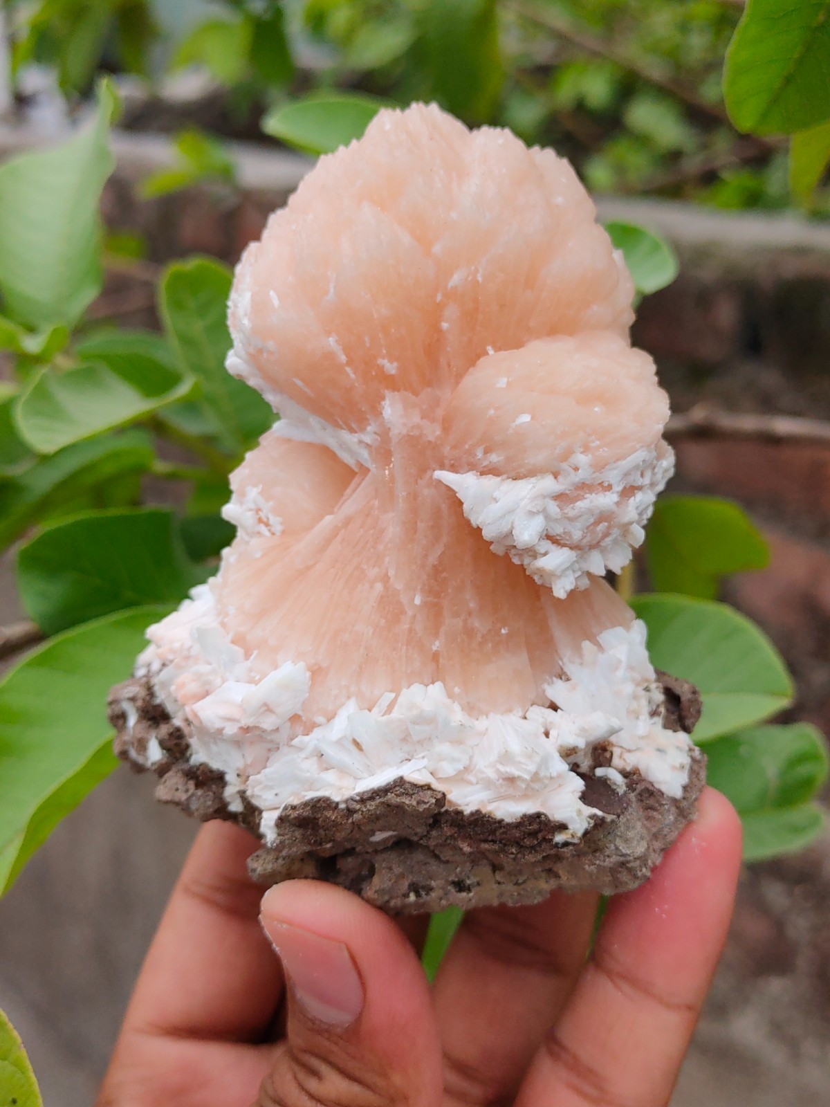 Natural minerals Specimen, Orange Stilbite bow with Laumontite