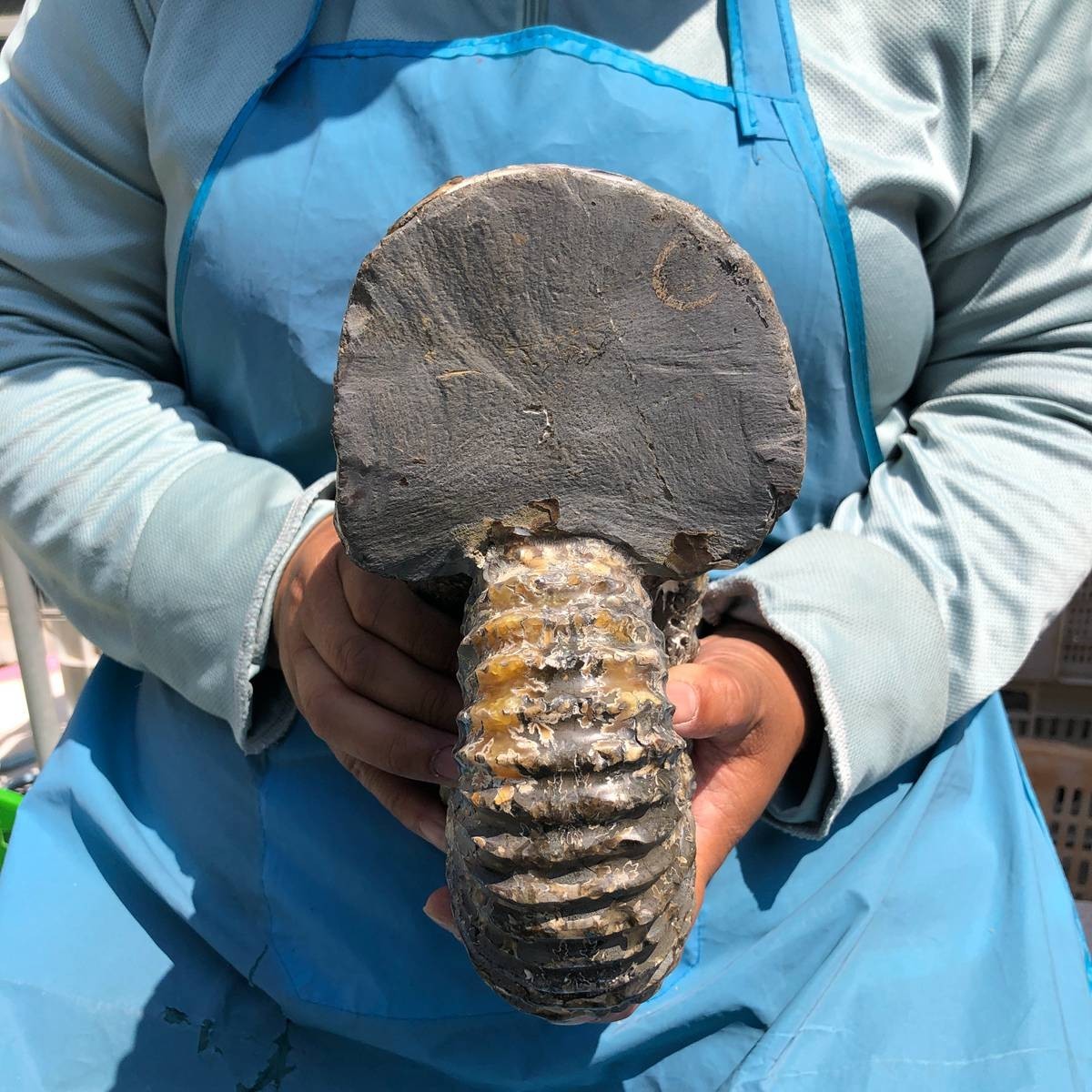 8.84 LB Natural Ammonite Fossil Specimen Home Table Decor Healing Stone 5383
