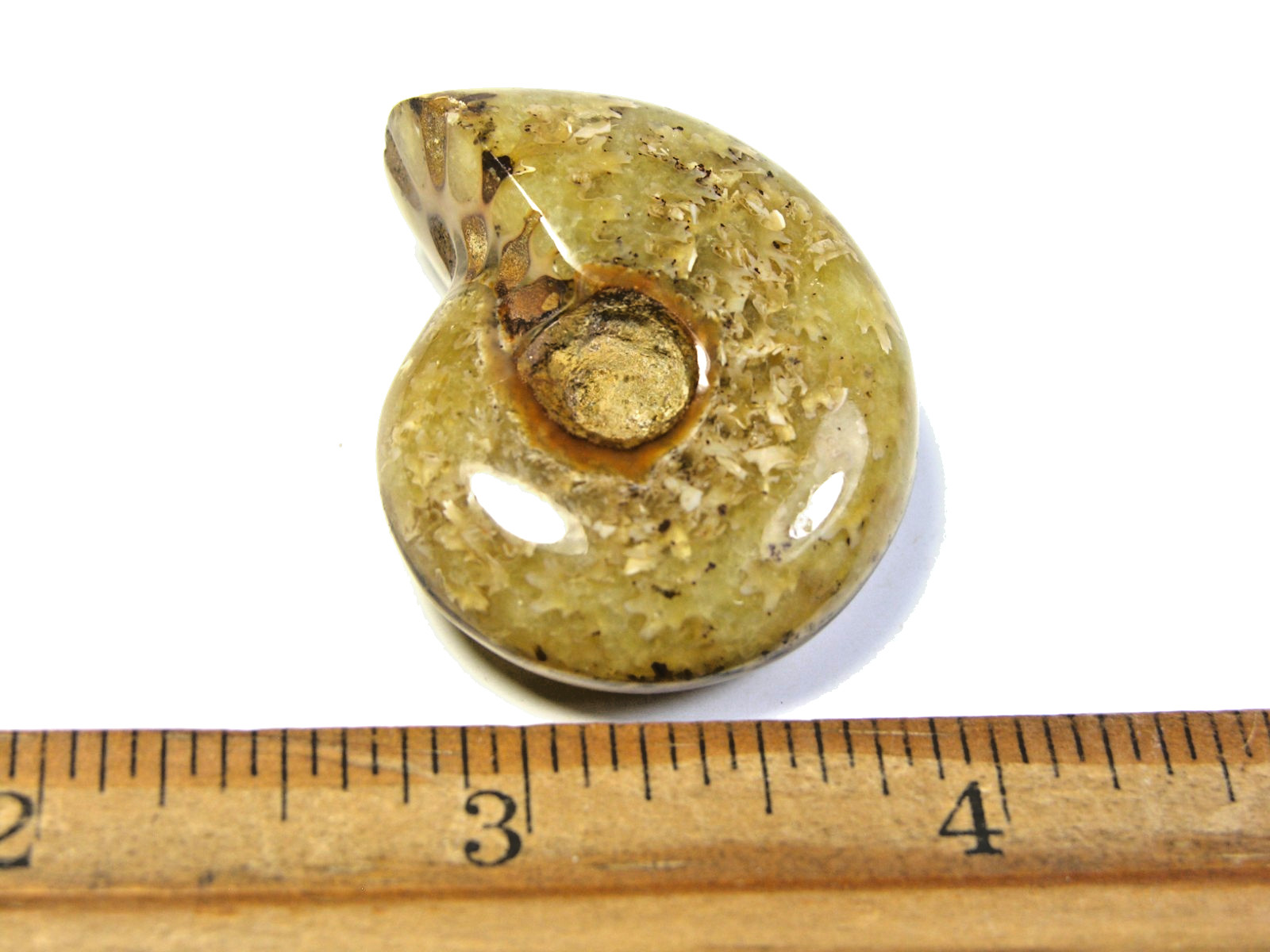 Ammonite fossil polished 1 1/2″ + showing suture lines Madagascar ms15