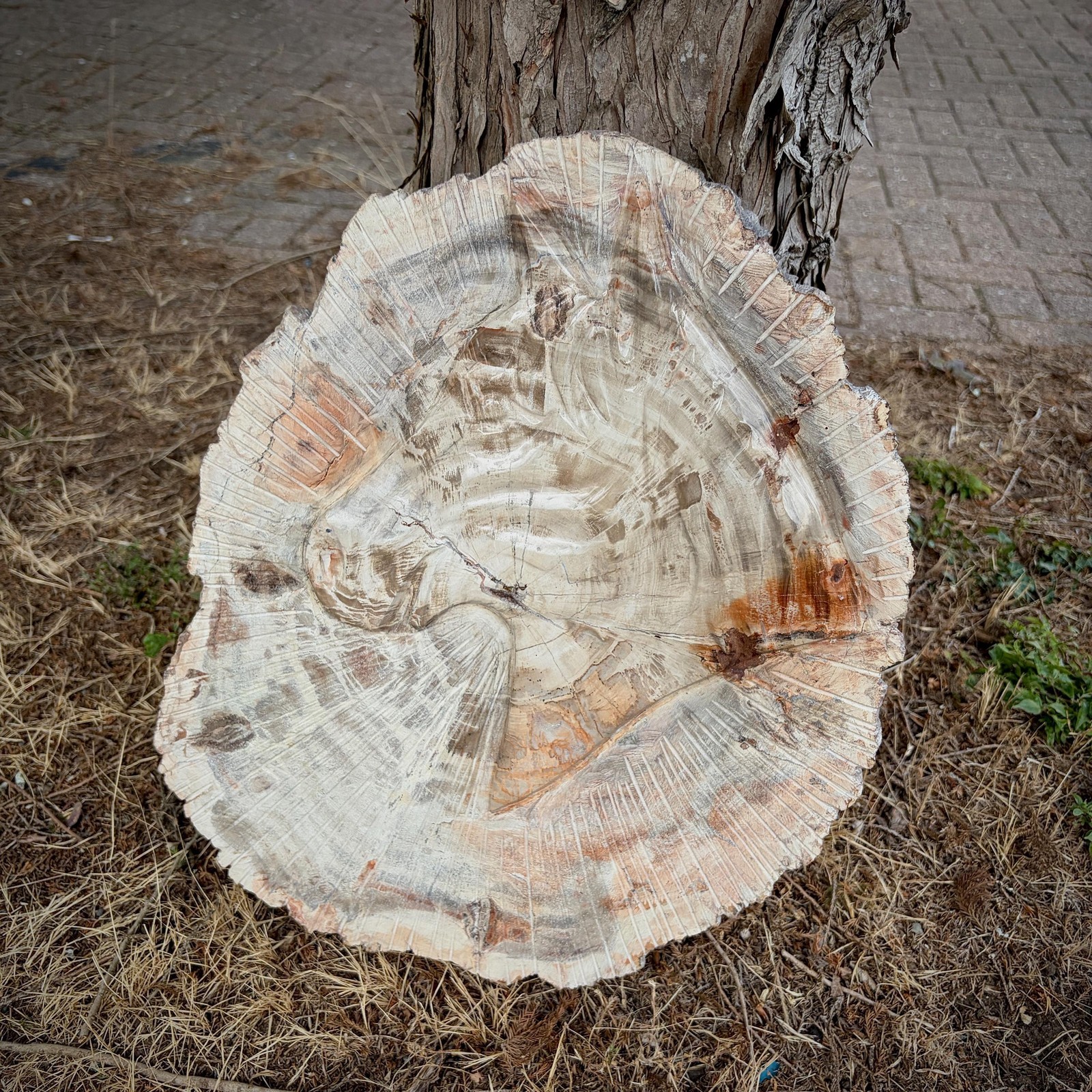 Large Petrified Wood Slice with Horse Carving | Equestrian Gift | 7kg