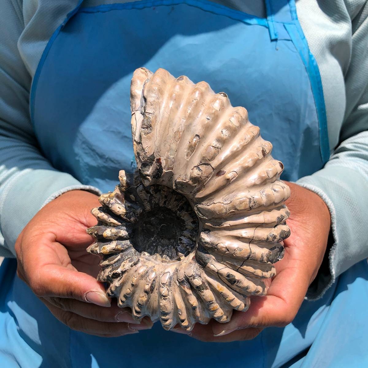 3 pieces 3250G TOP Natural Beautiful fossil conch crystal mineral specimen 5405