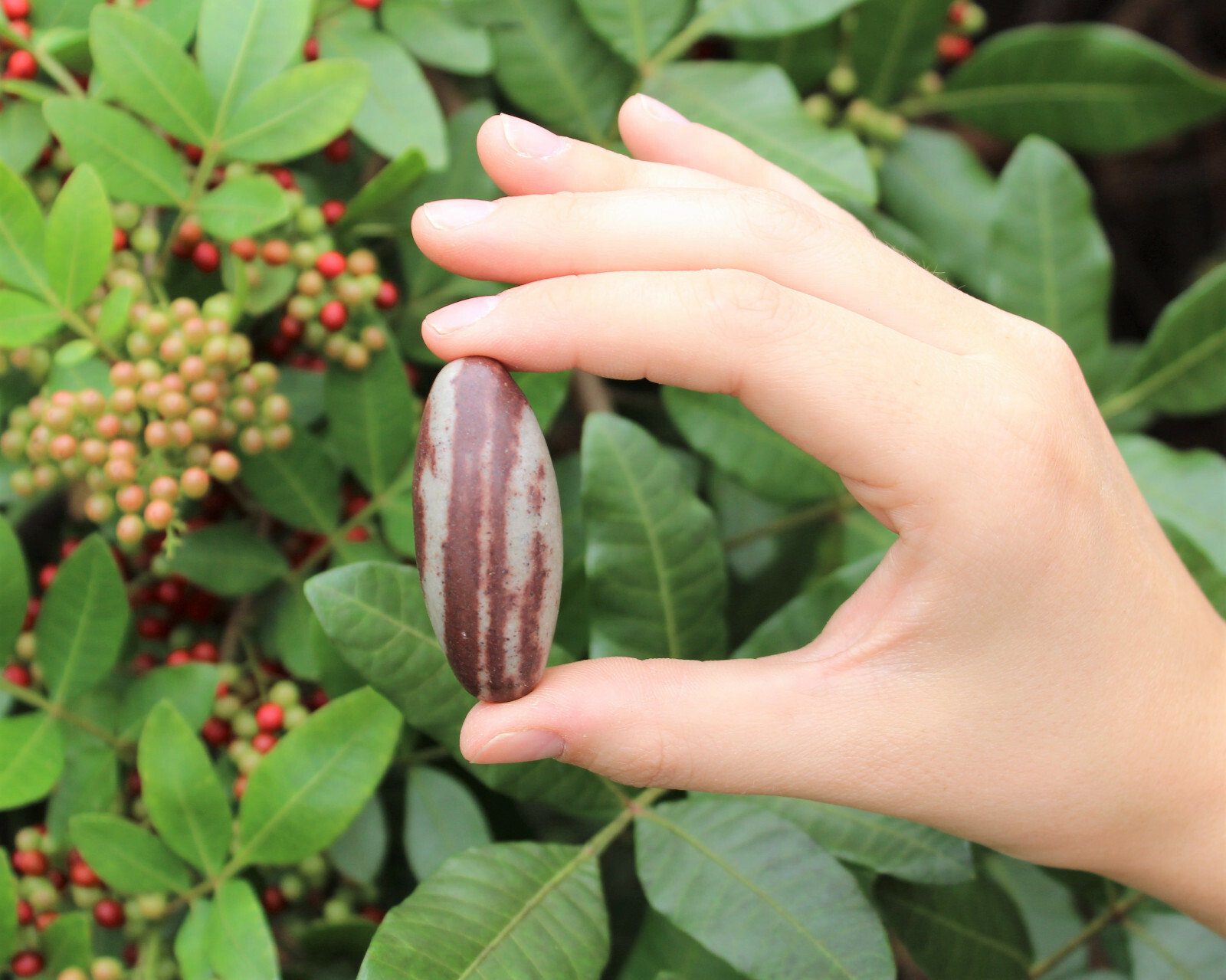 Lot of 10 Shiva Lingam Stones Medium 1.5 – 2″ Narmada River India Shiva Lingham