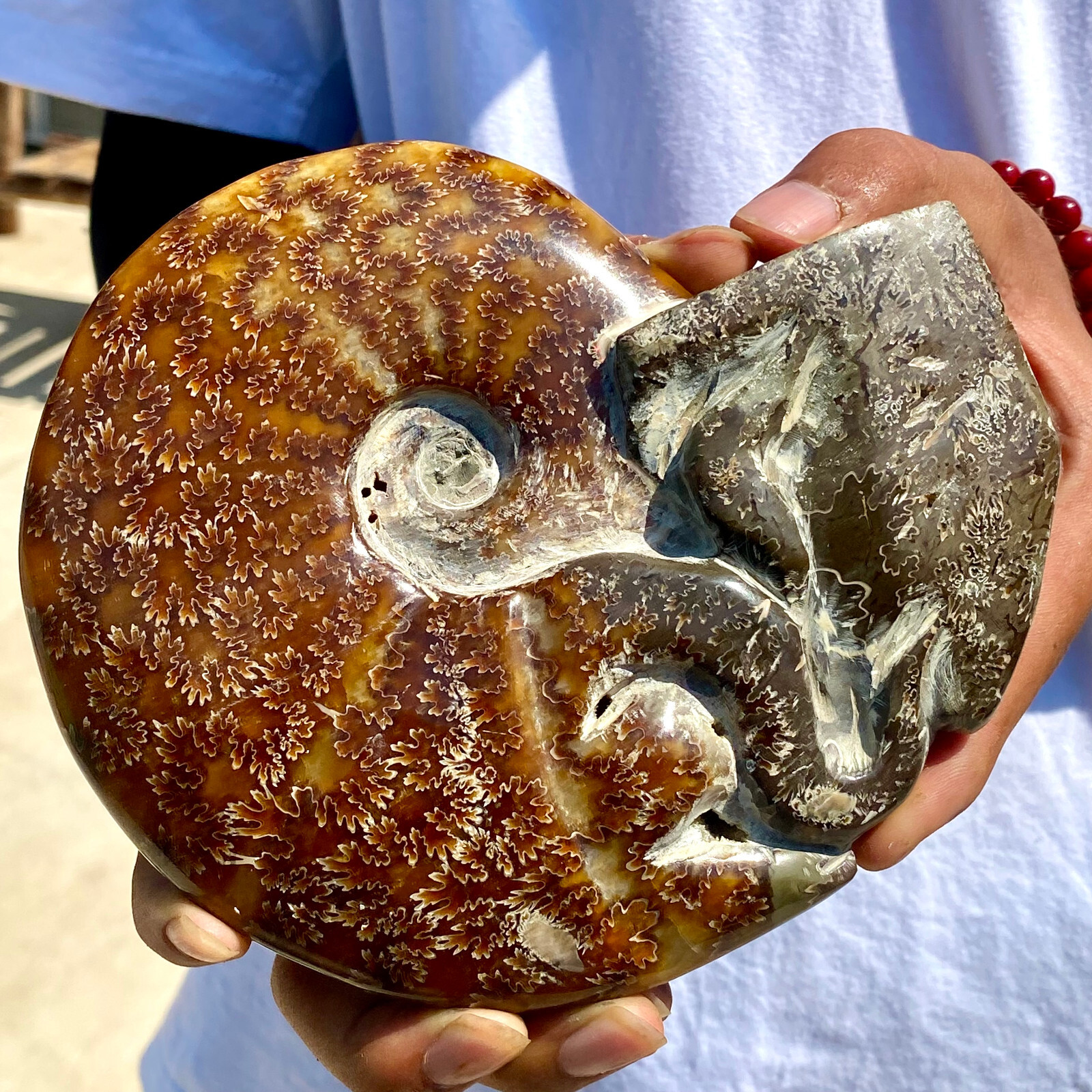 1.92LB Rare natural polished Natural conch fossil specimens of Madagascar