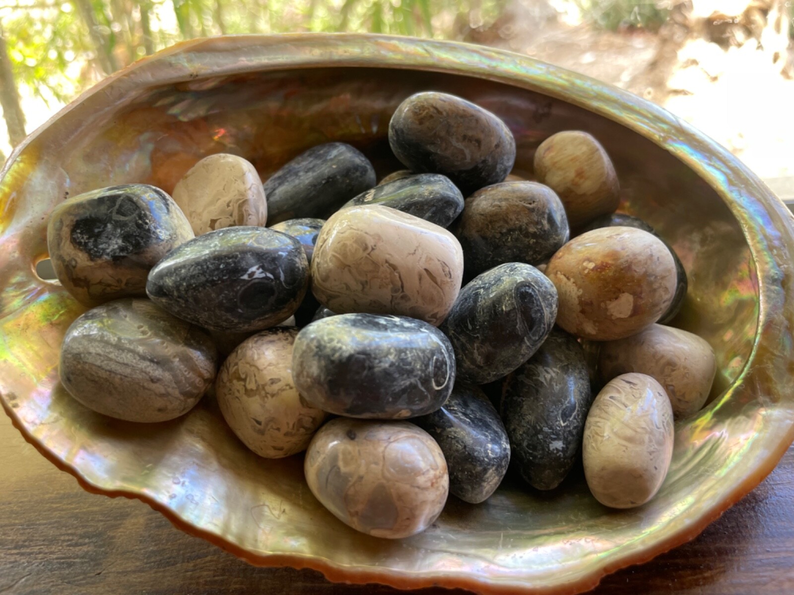 3X Petrified Palm Root Tumbled 20-30mm Reiki Healing Crystal Third Eye Past Life