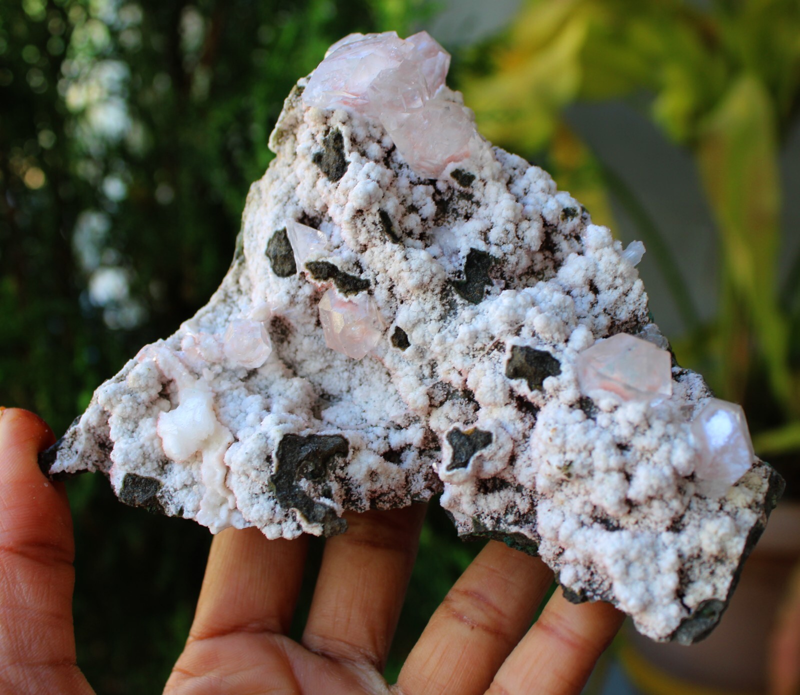 Apophyllite Crystals On Chalcedony Coral Matrix Minerals Specimen #M3