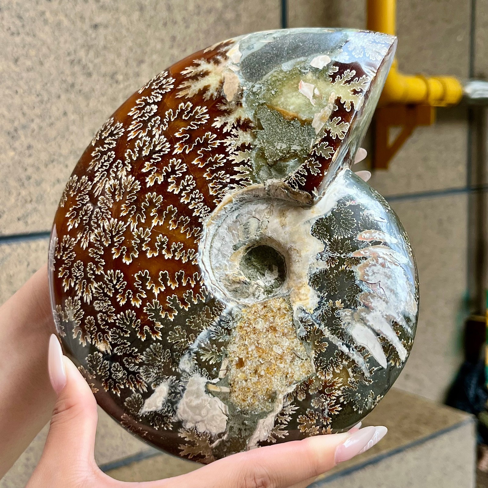 2.5 lb Polished Ammonite Fossil Specimen Unique Birthday Holiday Gift