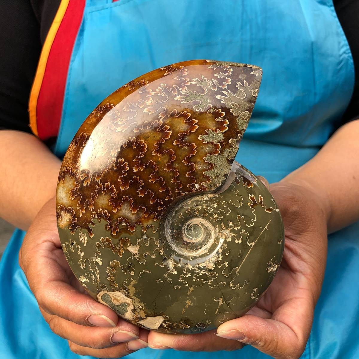 3pieces 1760G Natural Beautiful Ammonite fossil Conch Crystal Specimen 4688
