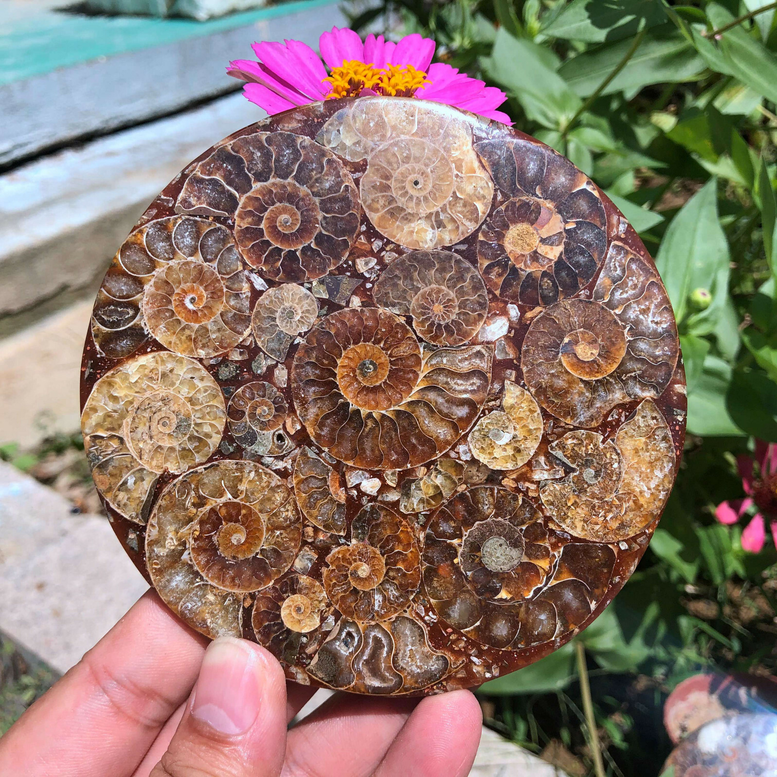 1PC Natural Ammonite Fossil Shell Plate Disk Conch Collection Home Decor