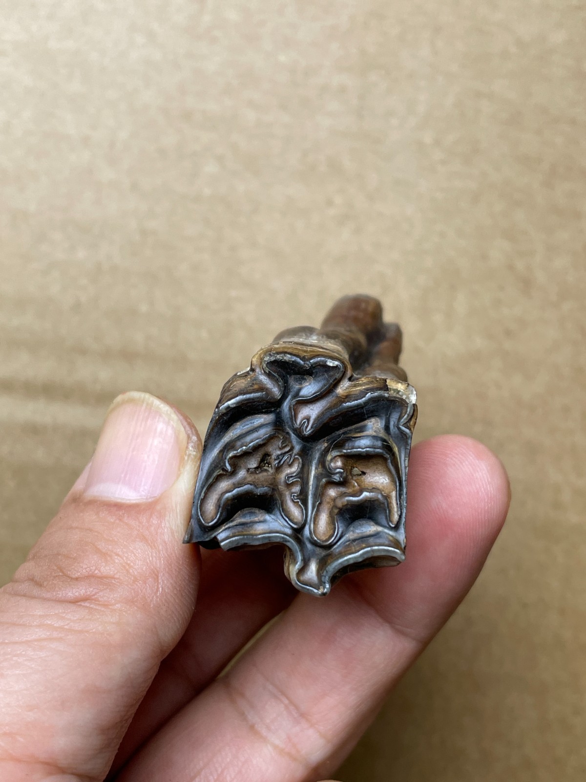 50g beautiful Ice Age tooth collection