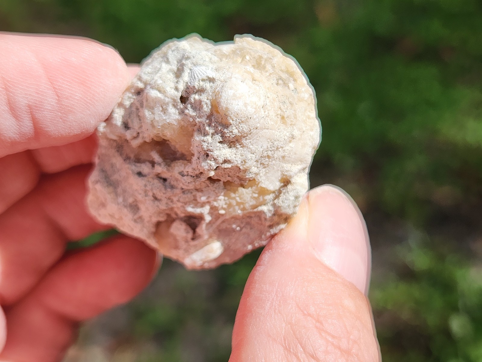 SET OF 3 Calcite CRYSTAL WHELK Shells Fossil Rucks Pit Florida dogtooth LOT