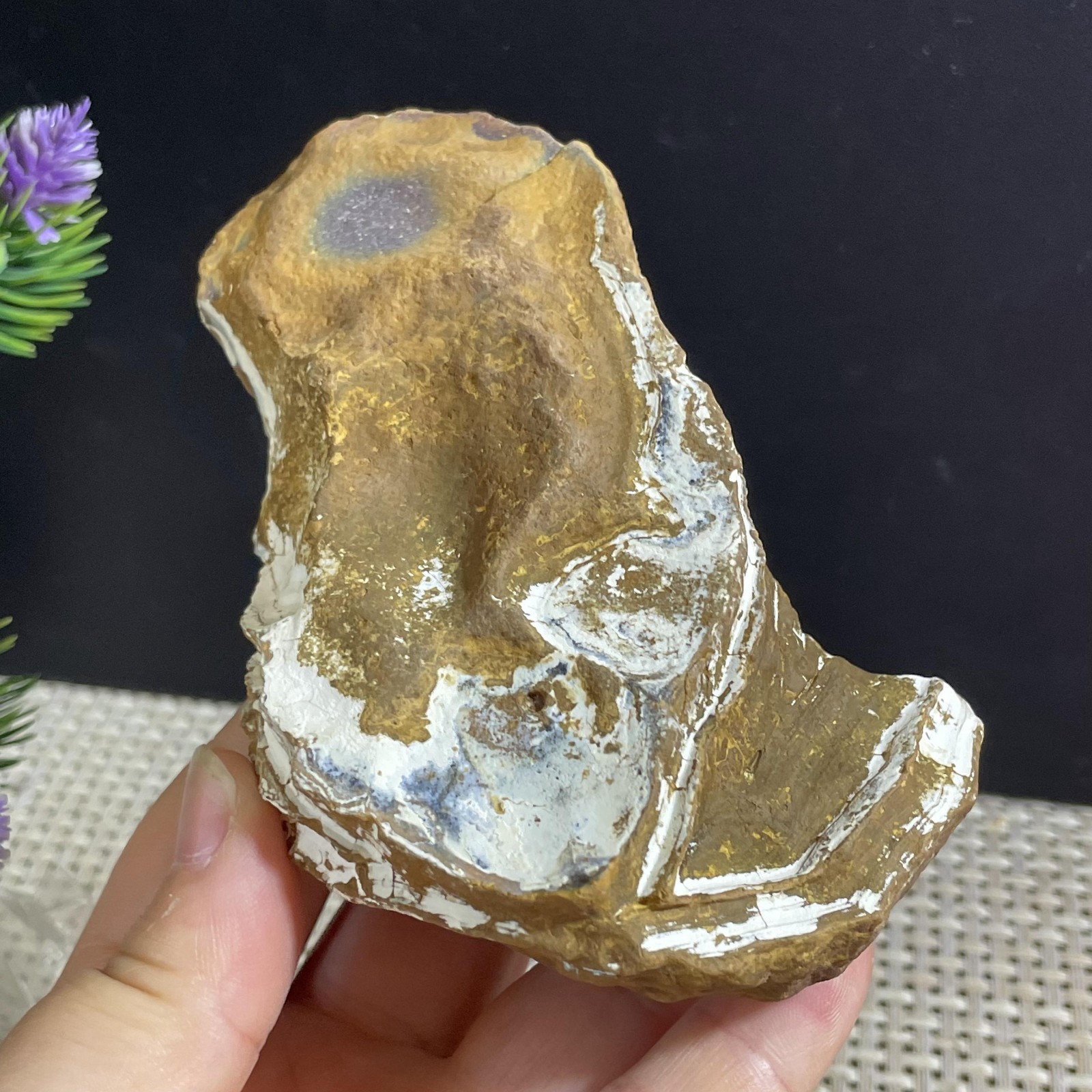 227g Bonsai Suiseki-Natural Gobi Agate Eyes Stone-Rare Stunning Viewing