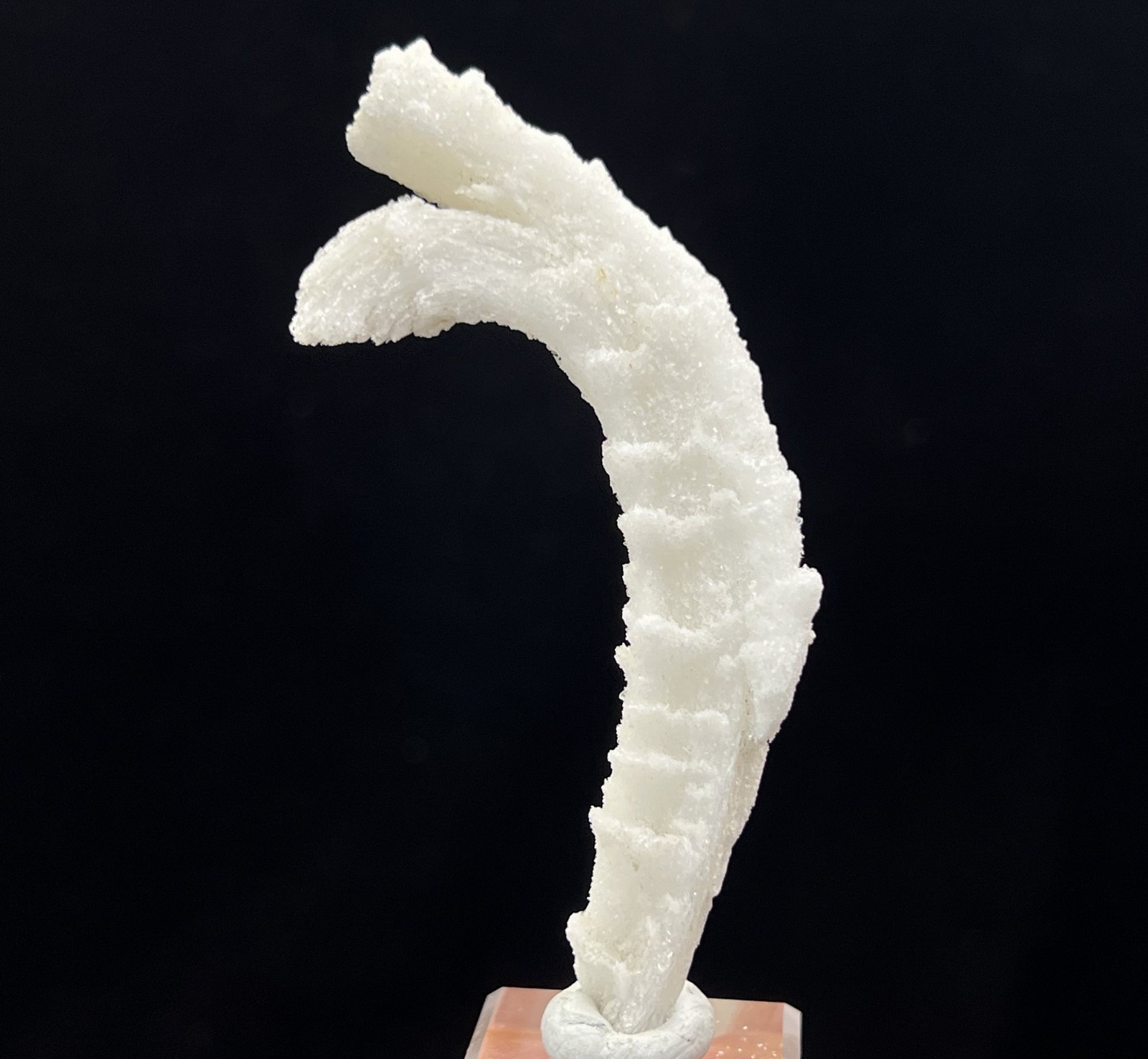 86mm ‘Ram’s Horn’ shape Selenite (Gypsum), Natural Mineral Specimen