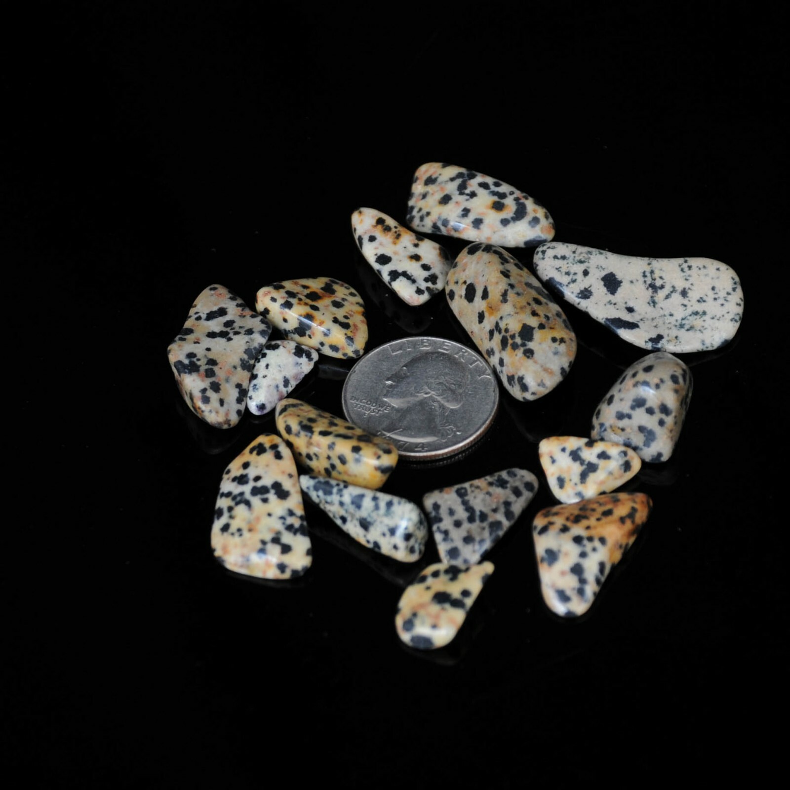 1/2 lb Tumbled Dalmatian Jasper Gemstone Crystals 90-115 Stones Bulk Gems