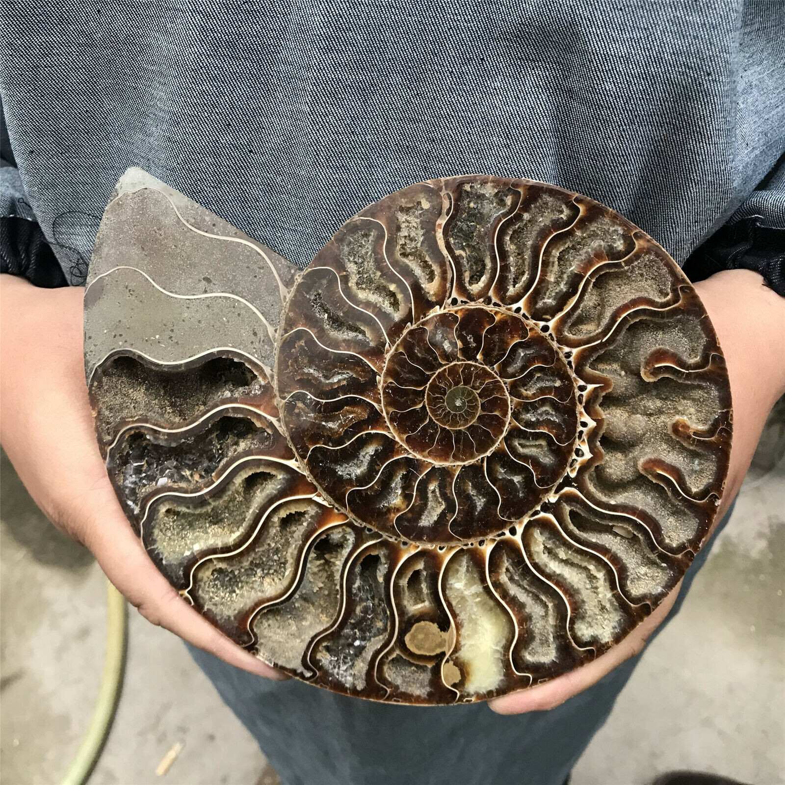 400g+ Natural Crystal ammonite fossil conch specimen healing Home decoration