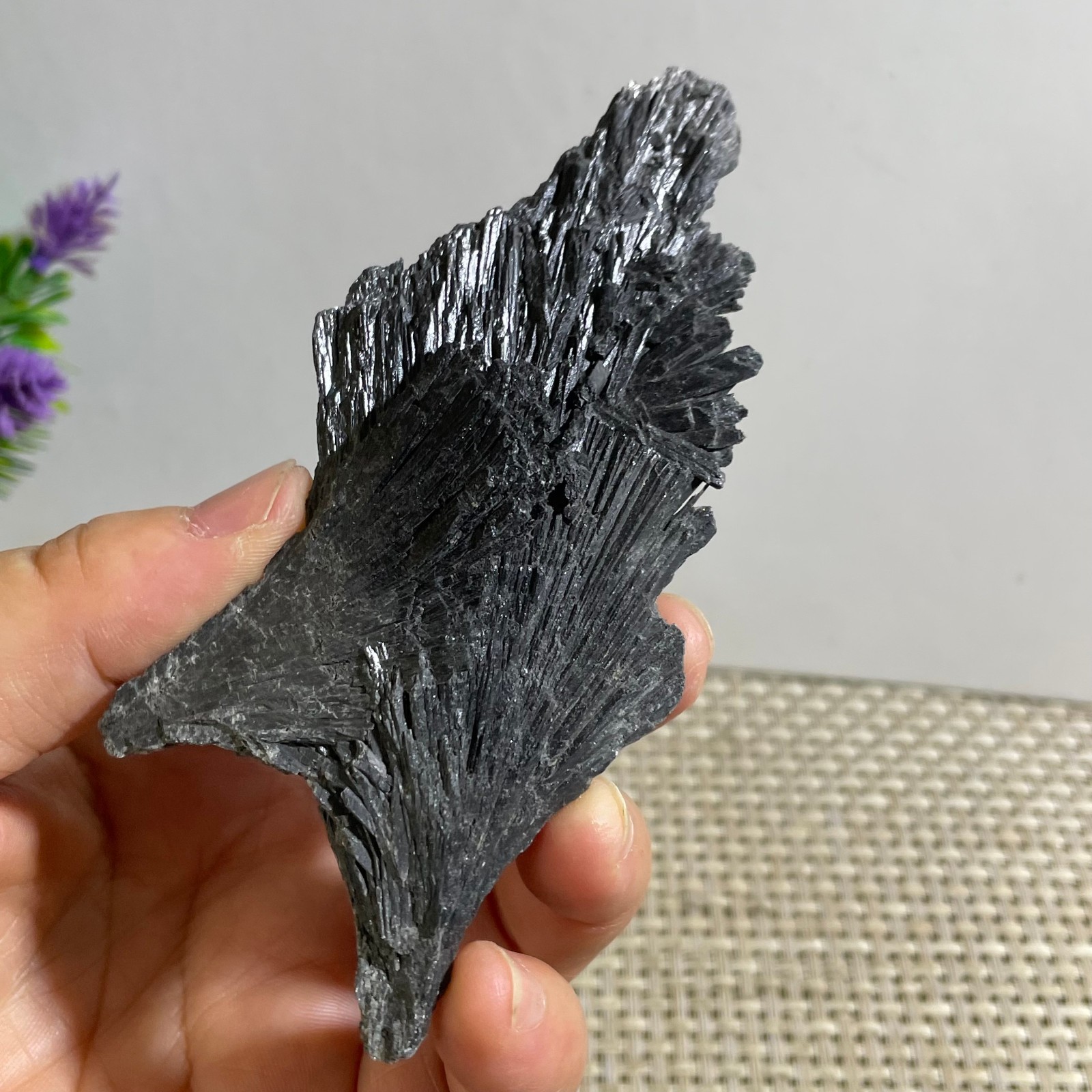 61g Black Kyanite Blades Fans Premium Quality Mineral Specimen rough