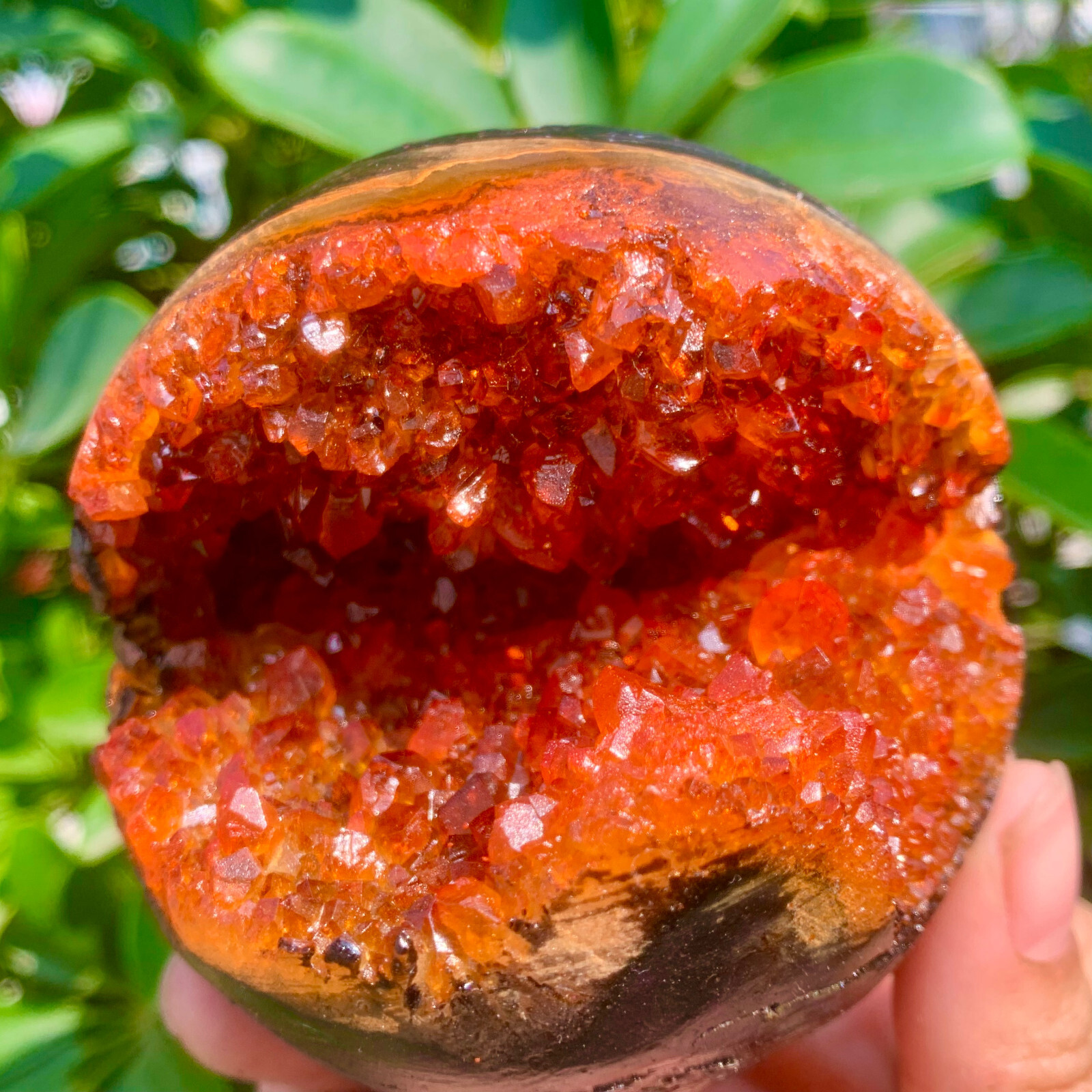1.26LB Natural Citrine geode quartz crystal open smile sphere Museum Collection