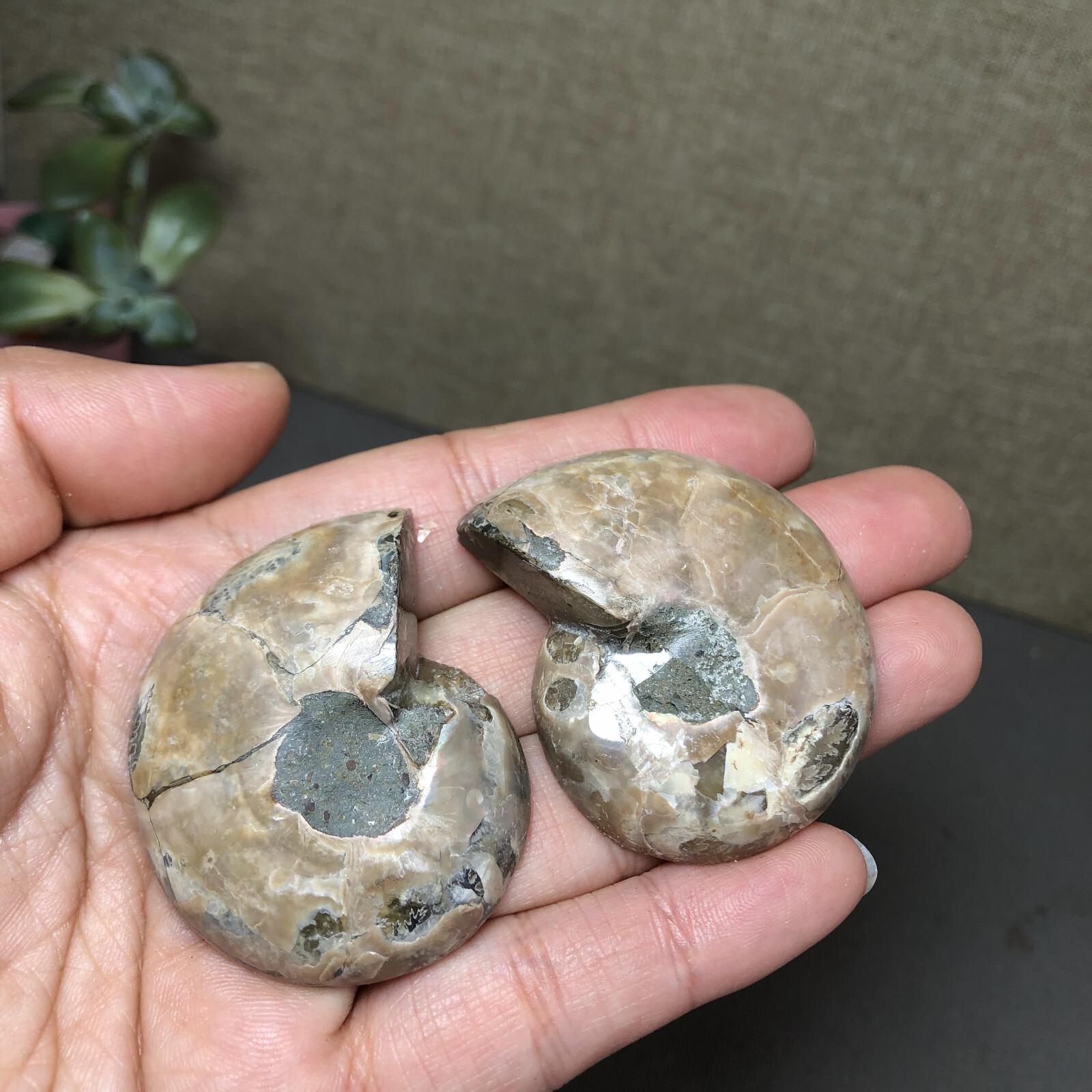 1 pairs of Split Ammonite conch Specimen Shell Healing 45mm 61g A4866