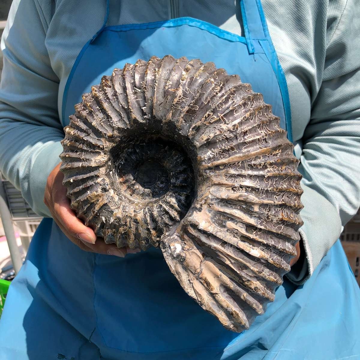 8.84 LB Natural Ammonite Fossil Specimen Home Table Decor Healing Stone 5383