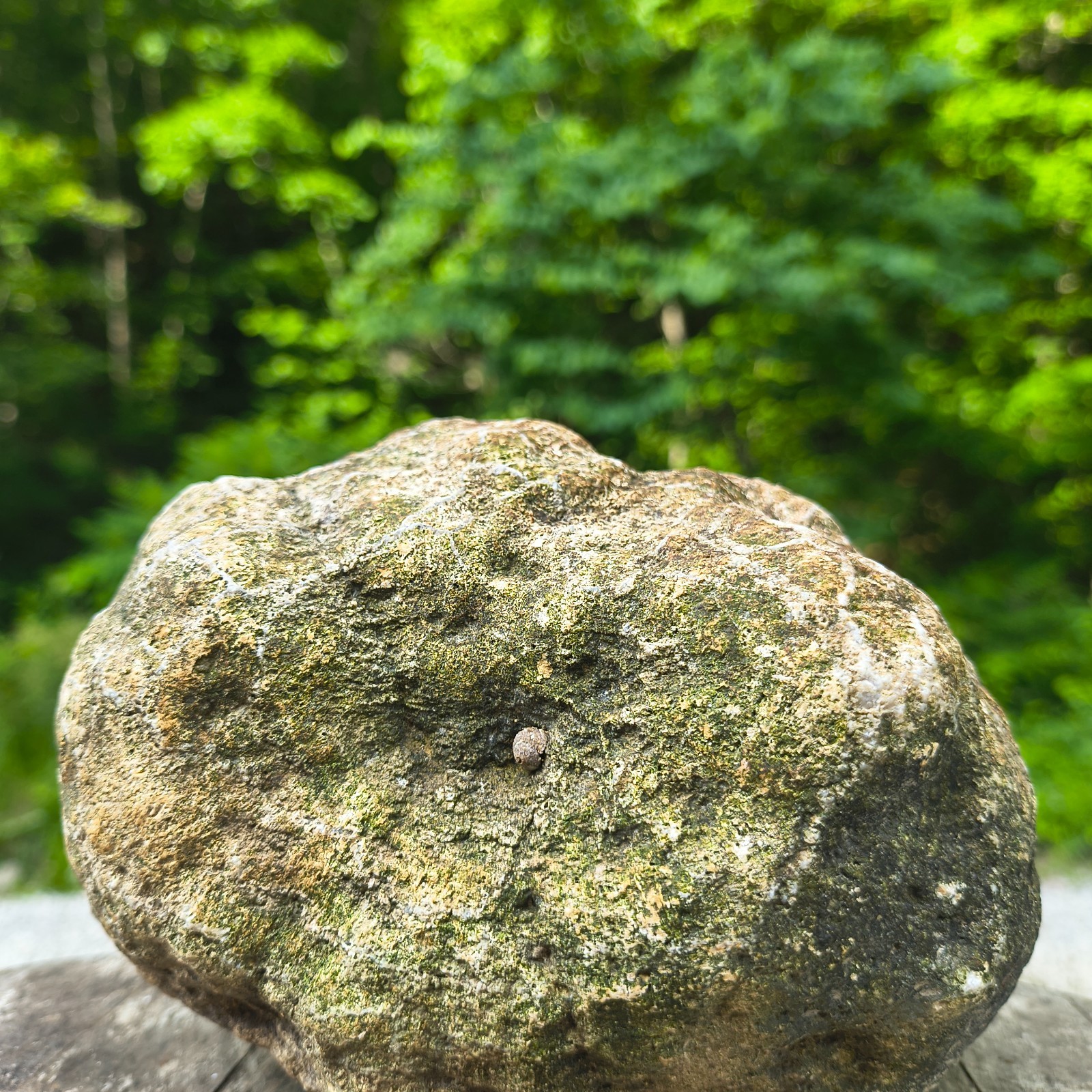 Unopened Natural Kentucky Geode 5.25 lb 5.5″ Exact Specimen