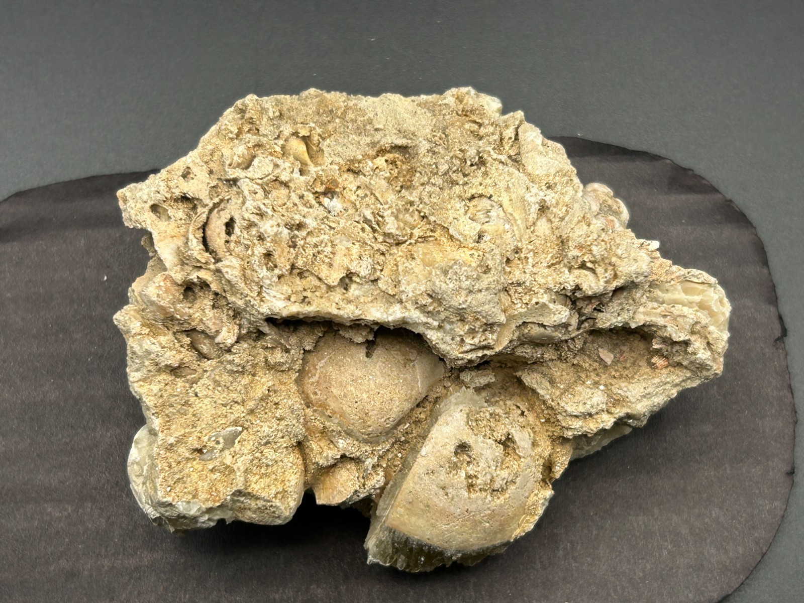 Golden Calcite Crystal Fossil Clam Mercenaria Shell Rucks Pit Florida Fort Drum