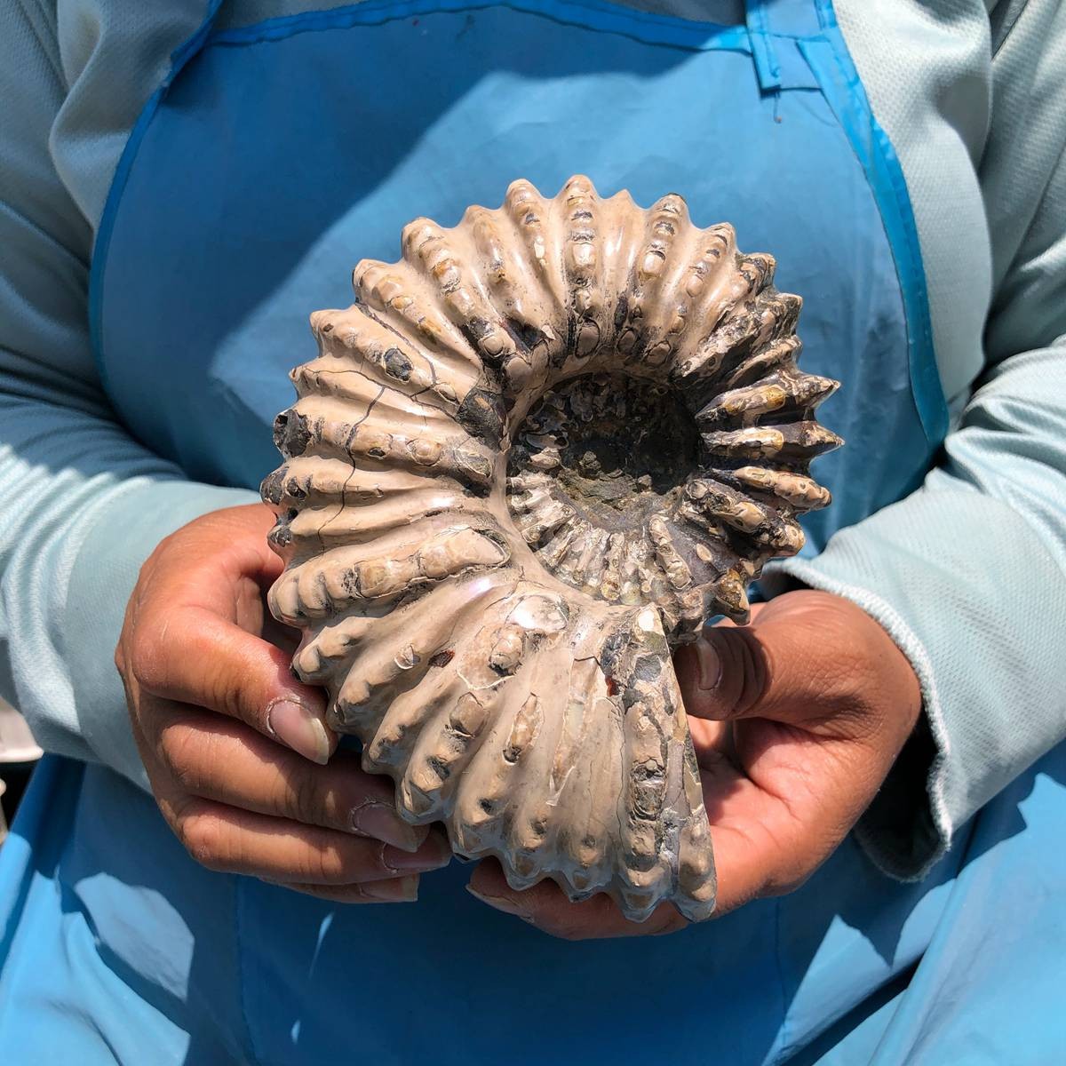 3 pieces 3250G TOP Natural Beautiful fossil conch crystal mineral specimen 5405