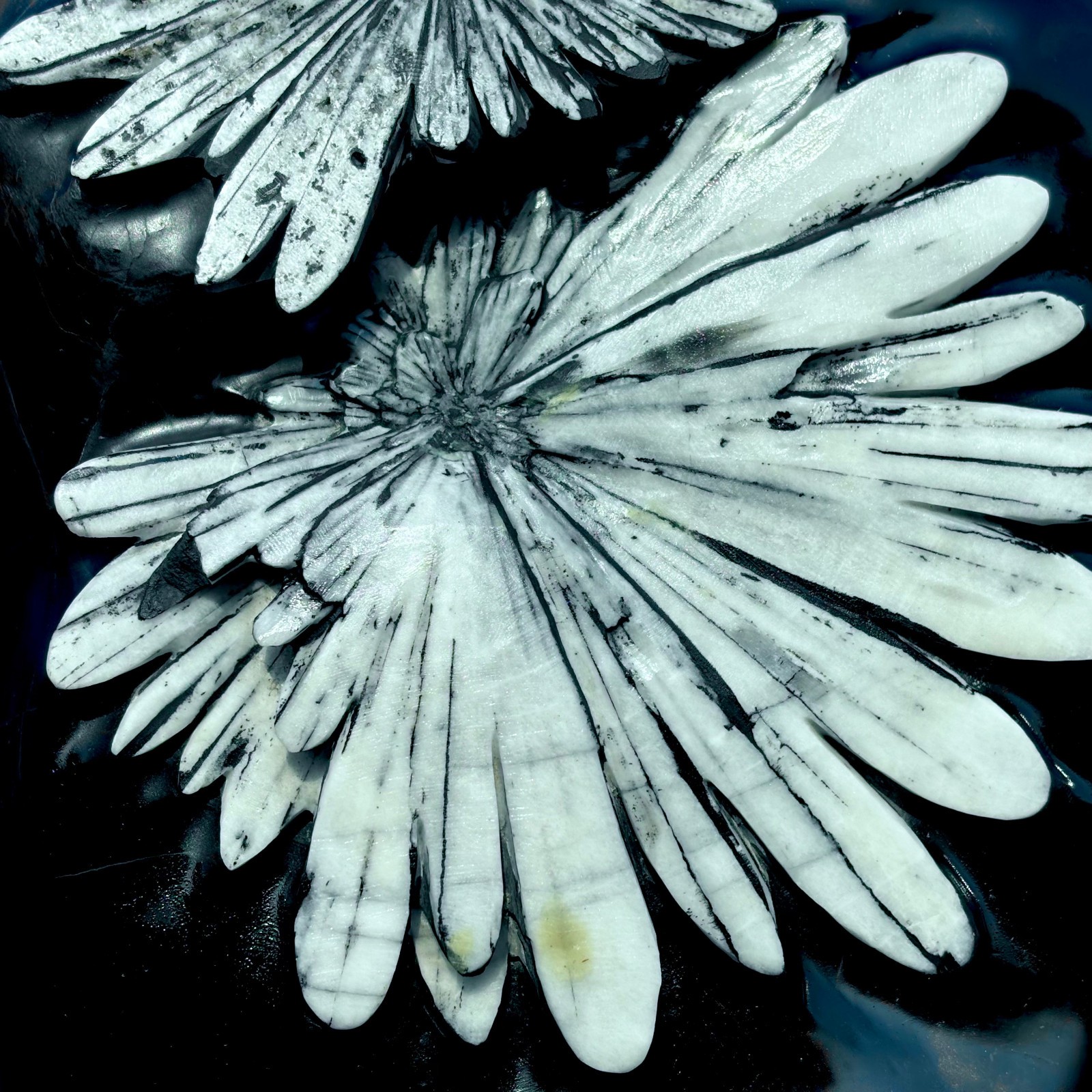 25.66LB Natural chrysanthemum stone quartz carving aura healing gift