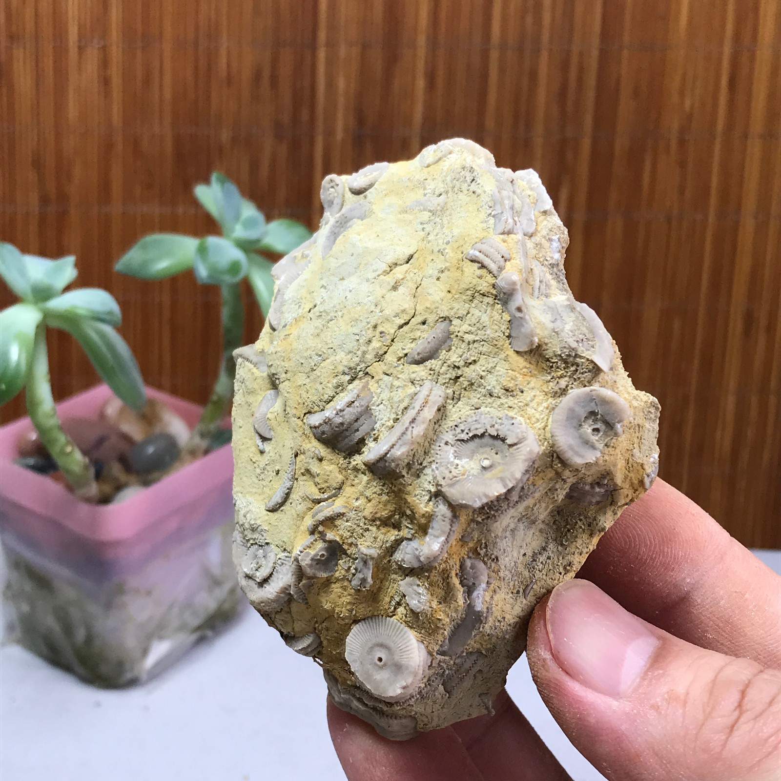 81mm Natural shell petrified rough original mineral specimens 240g A1043
