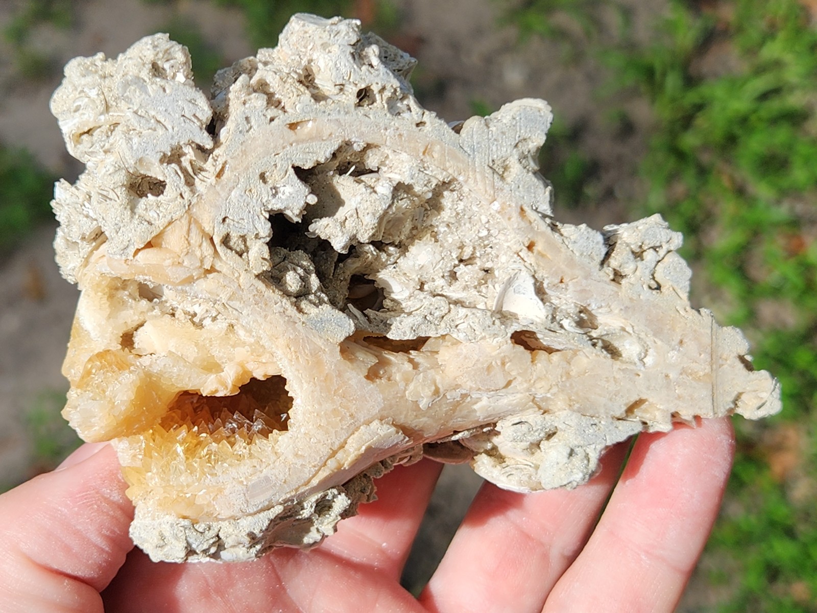Calcite WHELK SHELL Fossil Rucks Pit Florida dogtooth UV crystal honey