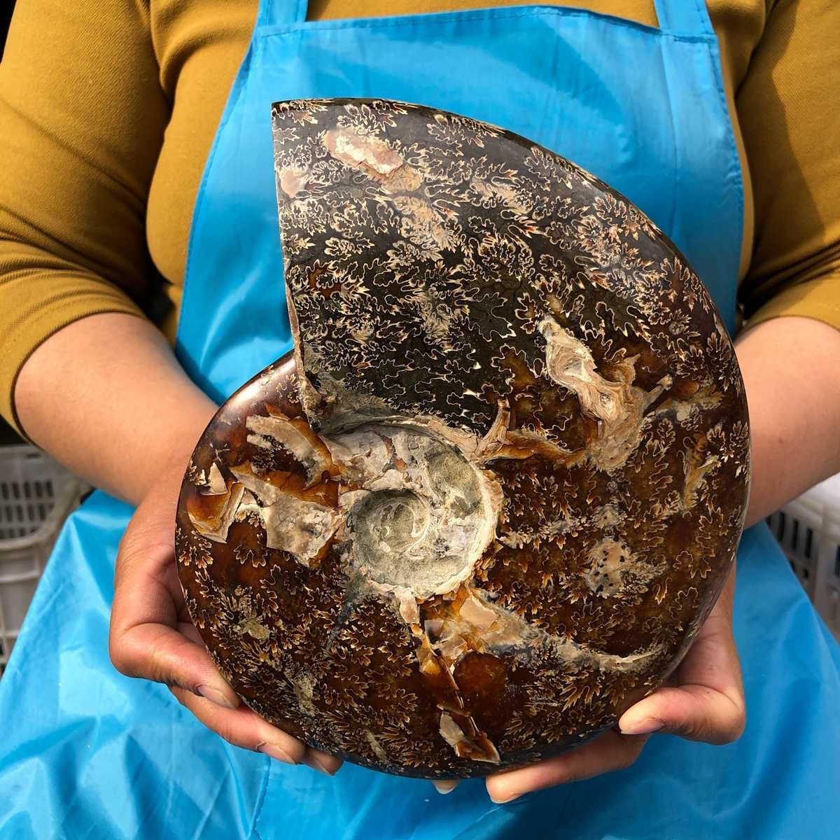 3.91LB Polishing and Restoration of Natural Conch Specimens from Madagascar 4604