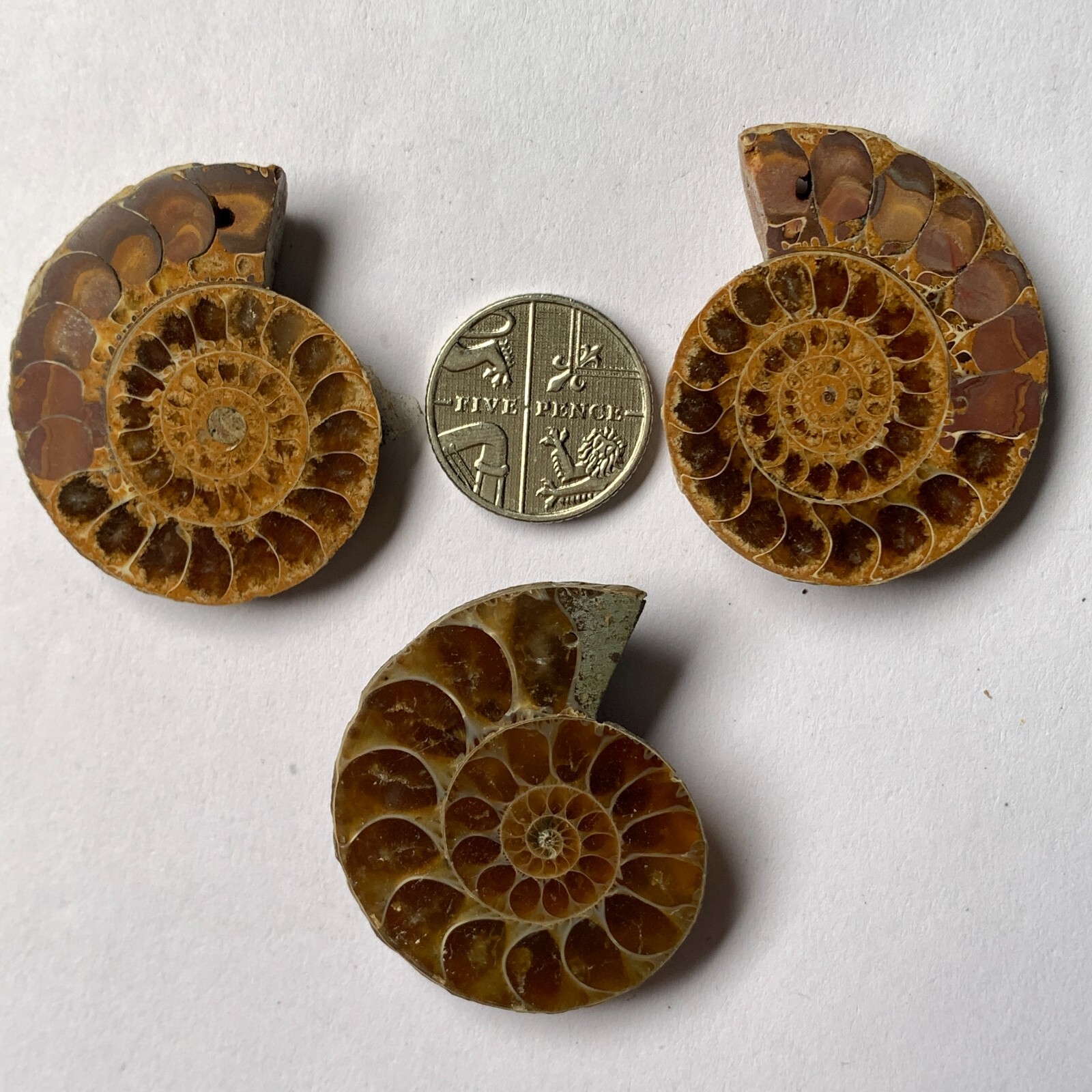JOB LOT OF 3 AMMONITES (GONIATITE) NATURAL, DATED MININUM 250 MILLION YEARS OLD