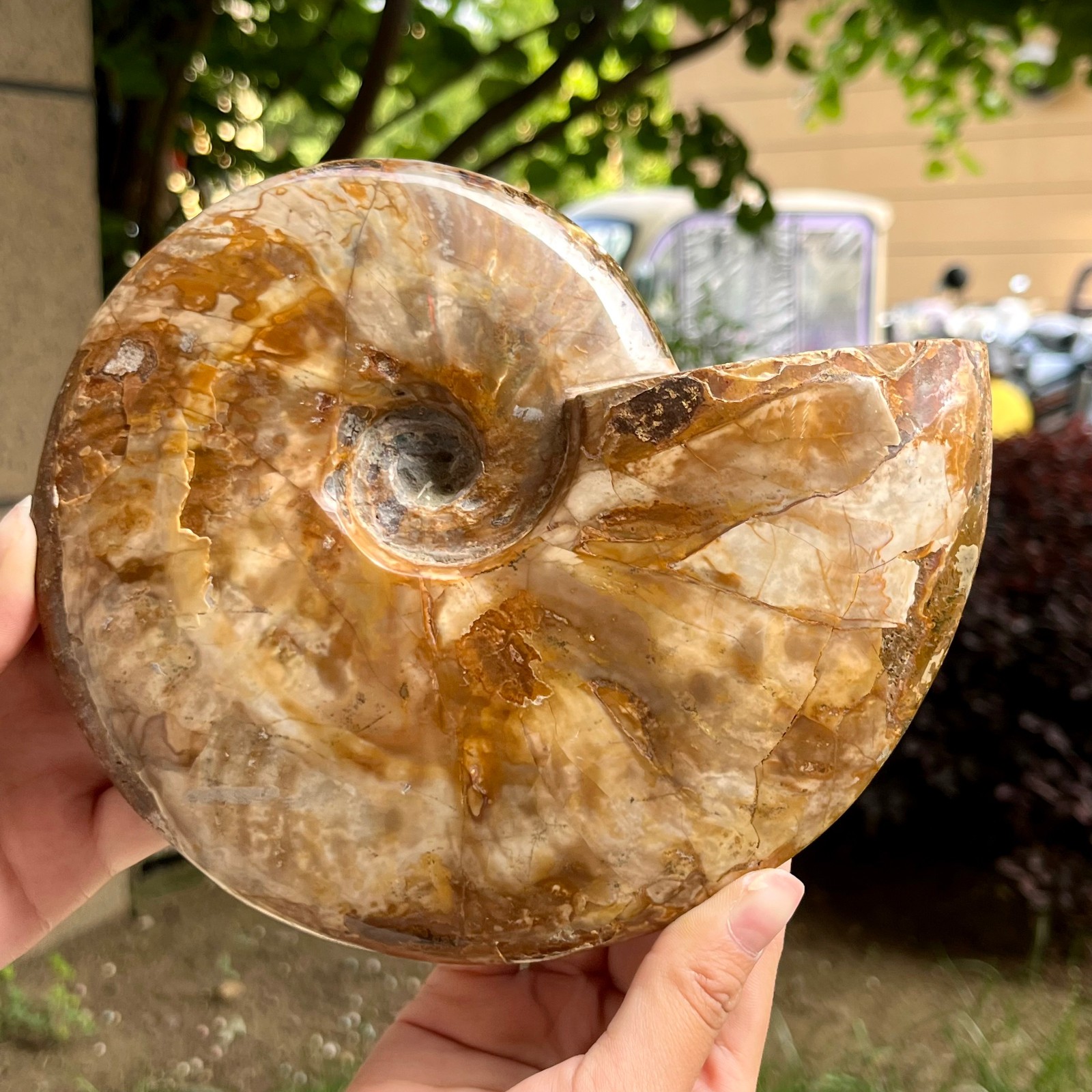 Genuine Ammonite Fossil Polished Sea Snail Shell Gemstone Figure Display 3.3 lb