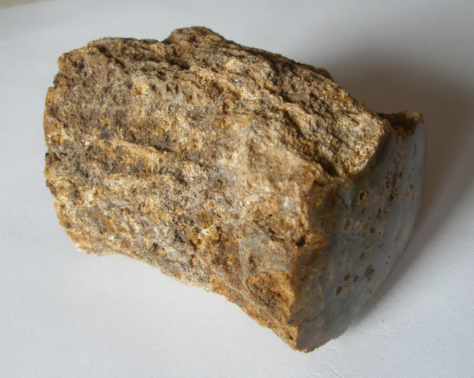 Petrified Fossil Wood Log.274g