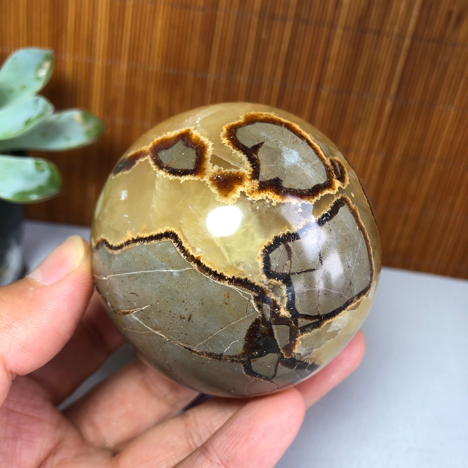 65mm Natural Energy septarian Turtle back Ancient Rock Ball sphere 400g g7702