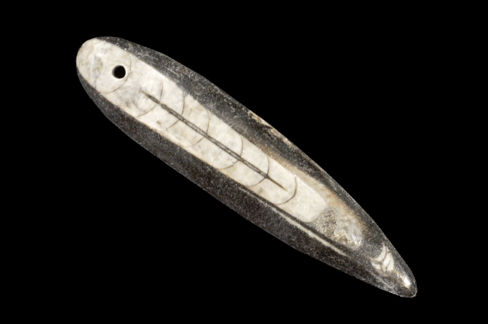 Orthoceras Fossil 2″ Drilled Natural Raw Root Chakra Healing Metaphysical Stone