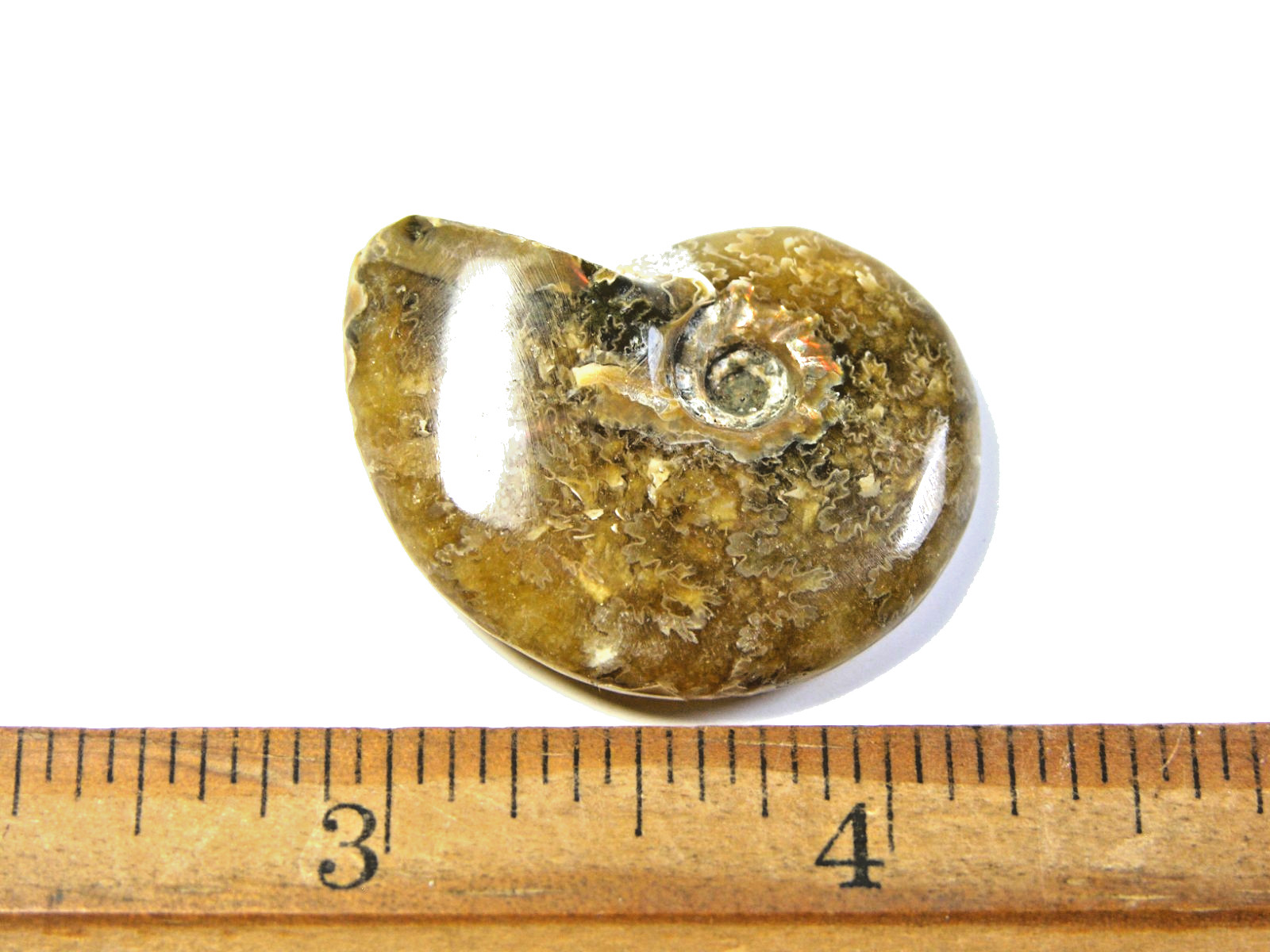 Ammonite fossil polished 1 1/2″ + showing suture &fire Madagascar ms32