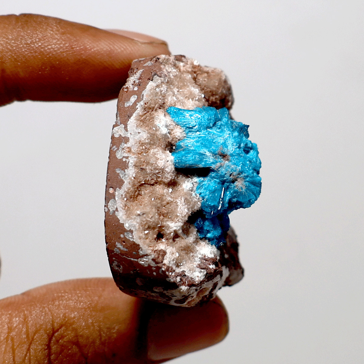 Electric Earth Treasure — Natural Cavansite Palm — Blooming Mineral Collection