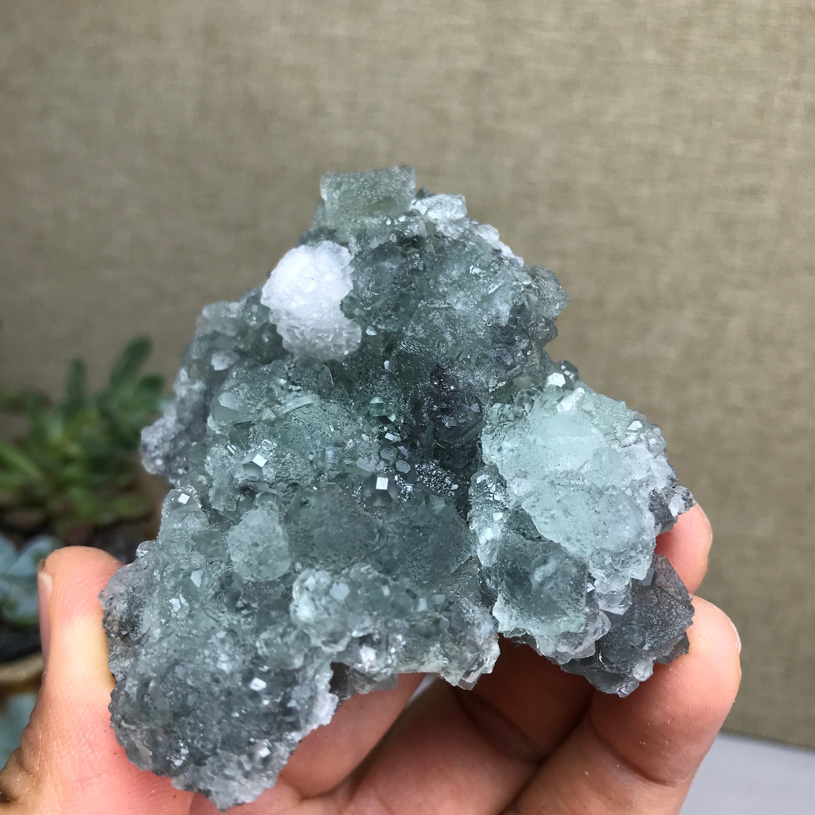 141g NATURAL Green Cubic FLUORITE paragenesis Crystal Cluster Specimen A4783