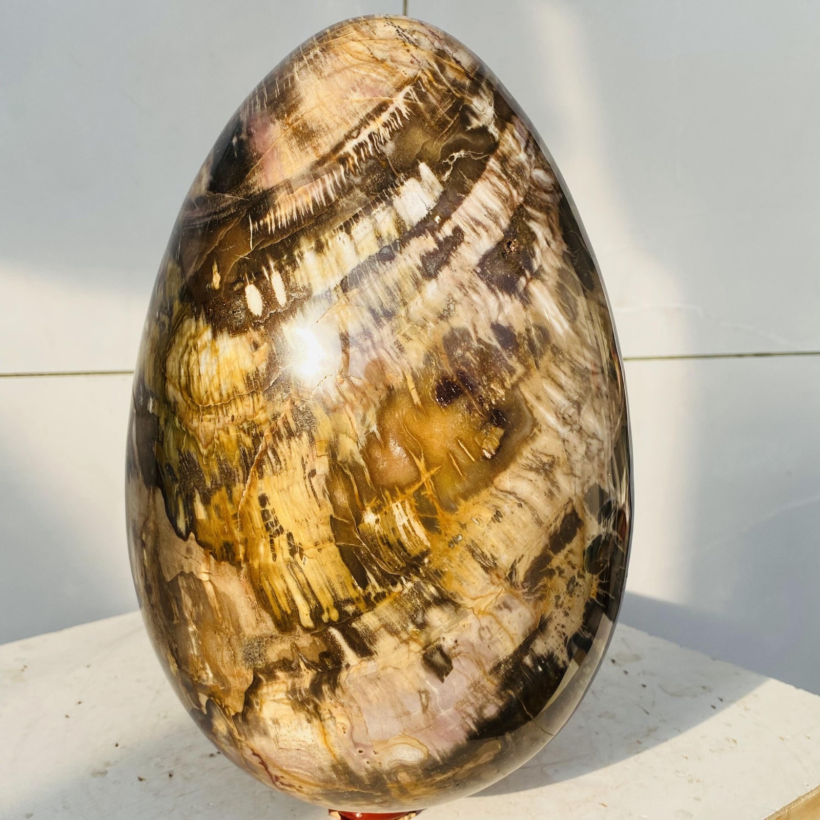 Natural Petrified Wood Egg Quartz Crystal Fossil Mineral 8500g