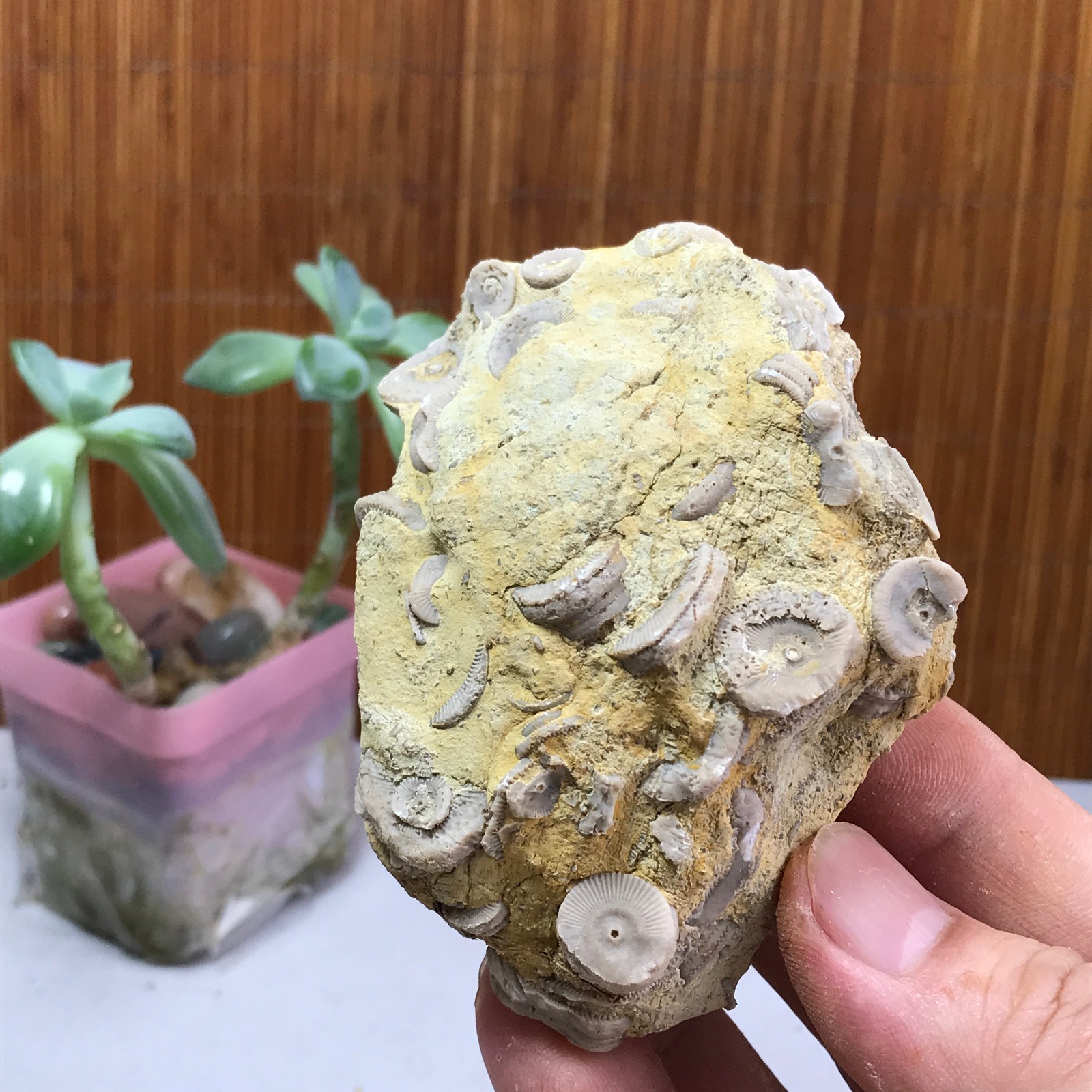 81mm Natural shell petrified rough original mineral specimens 240g A1043