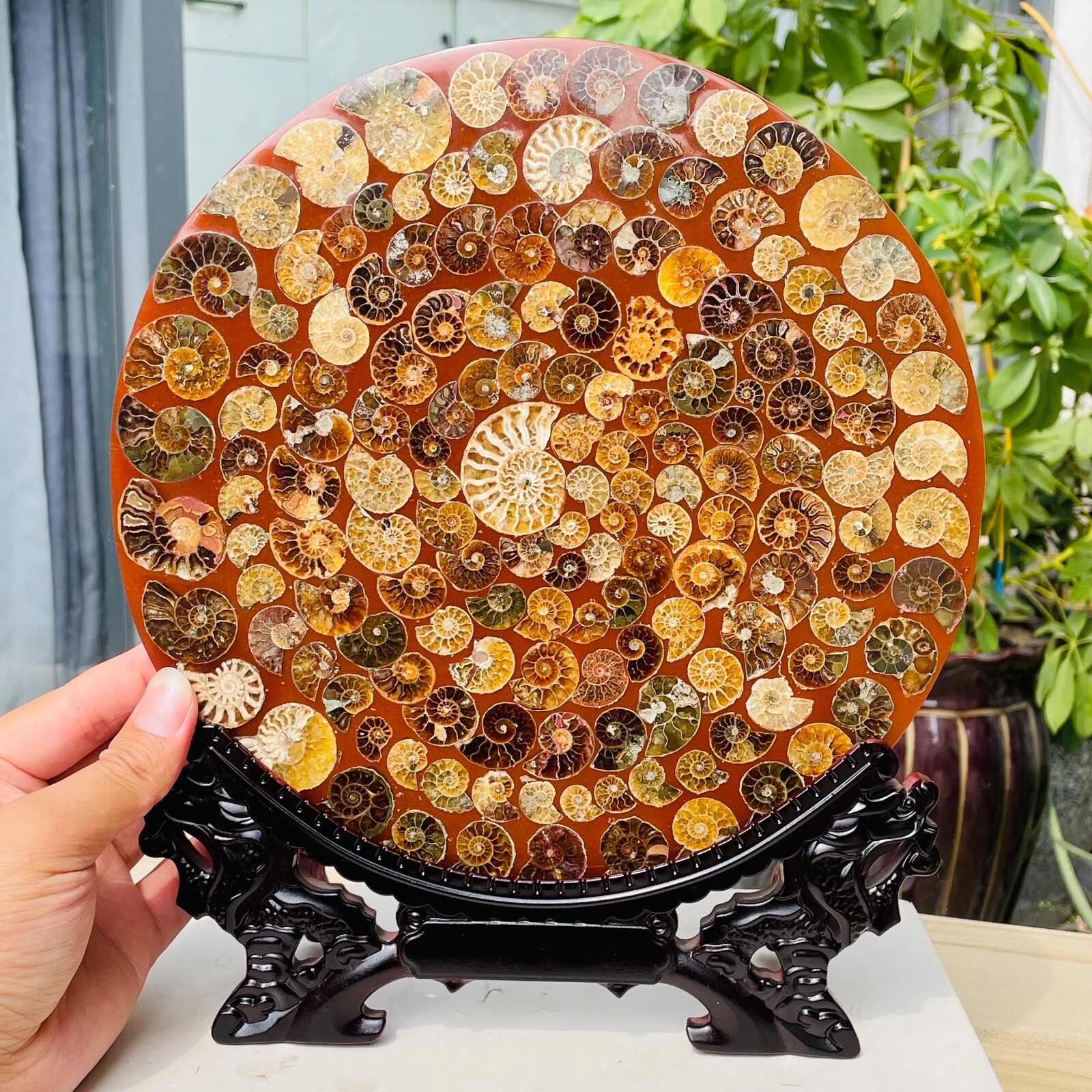 615g Natural Ammonite Platter Quartz Circular Slice Specimen Wood Support