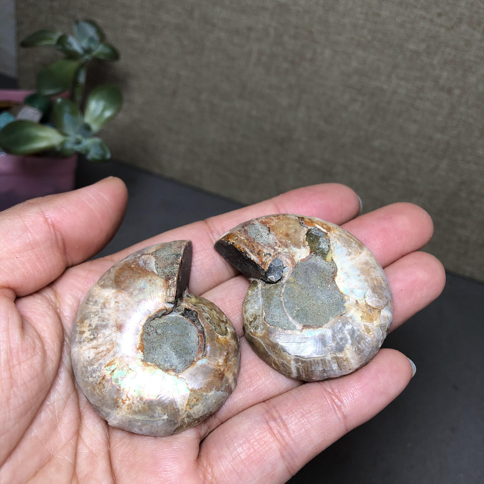 1 pairs of Split Ammonite conch Specimen Shell Healing 46mm 54g A4564