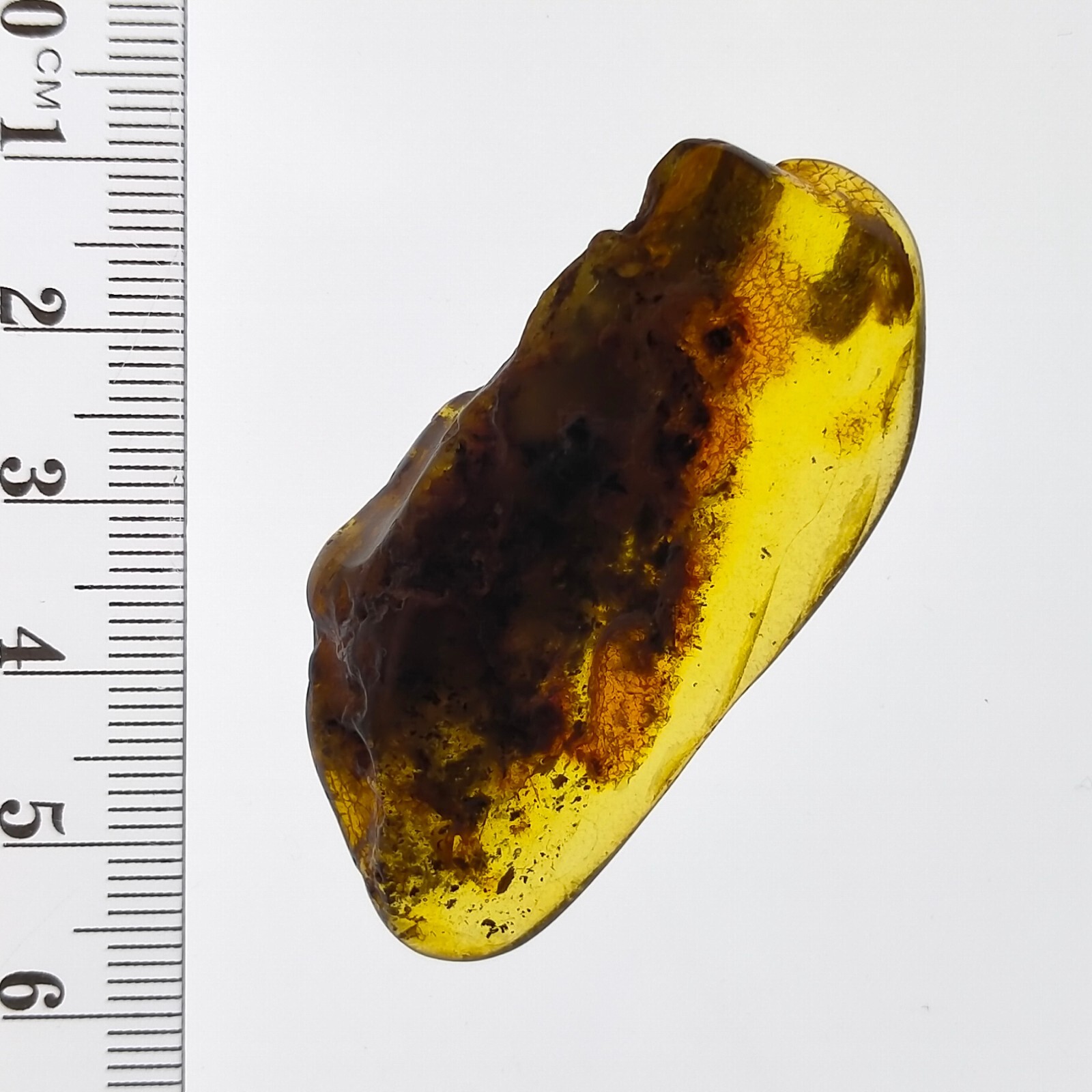 Baltic Amber large gemstone w/ natural fossil trapped bug inclusion 41.7ct