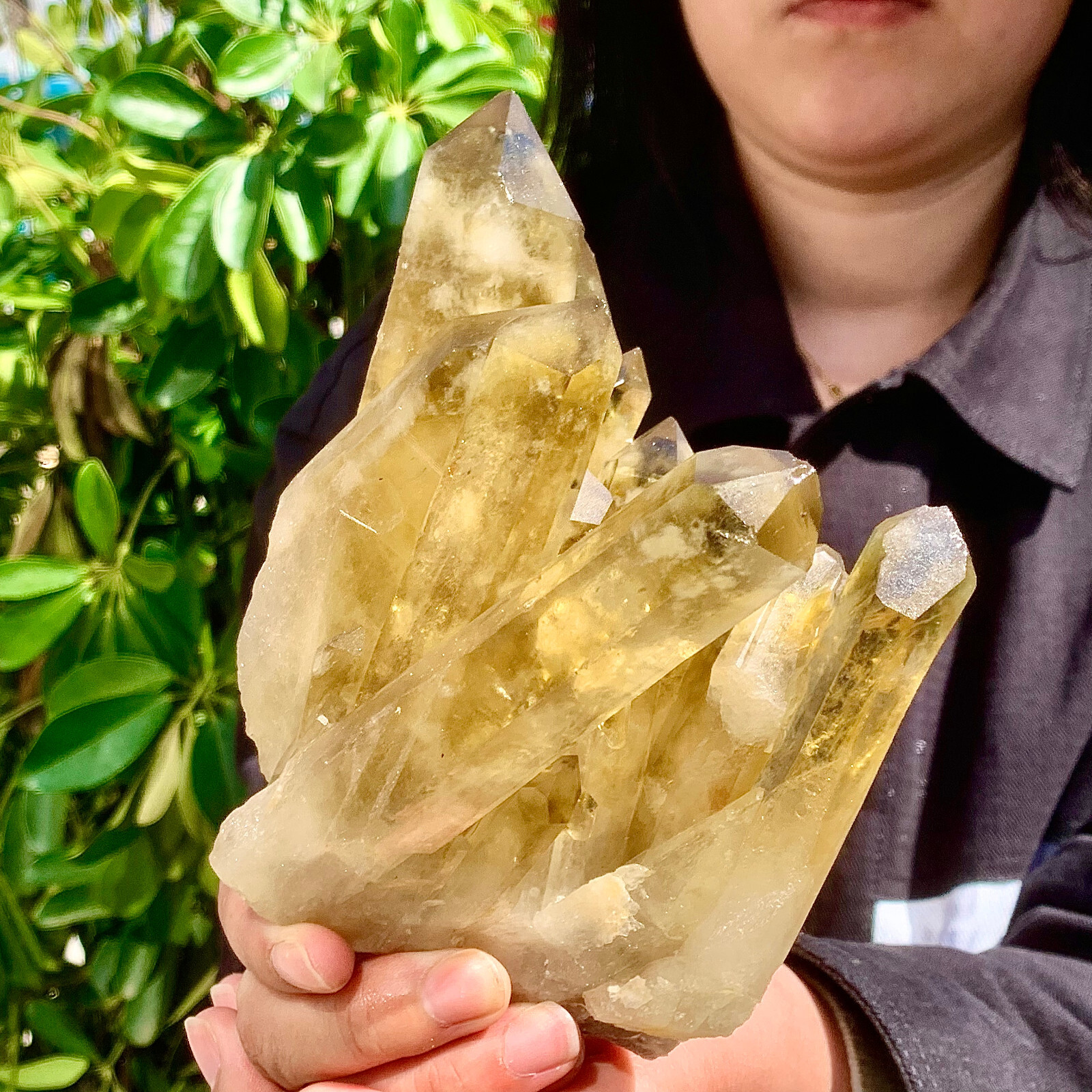 2.24LB Natural Citrine cluster mineral specimen quartz crystal healing